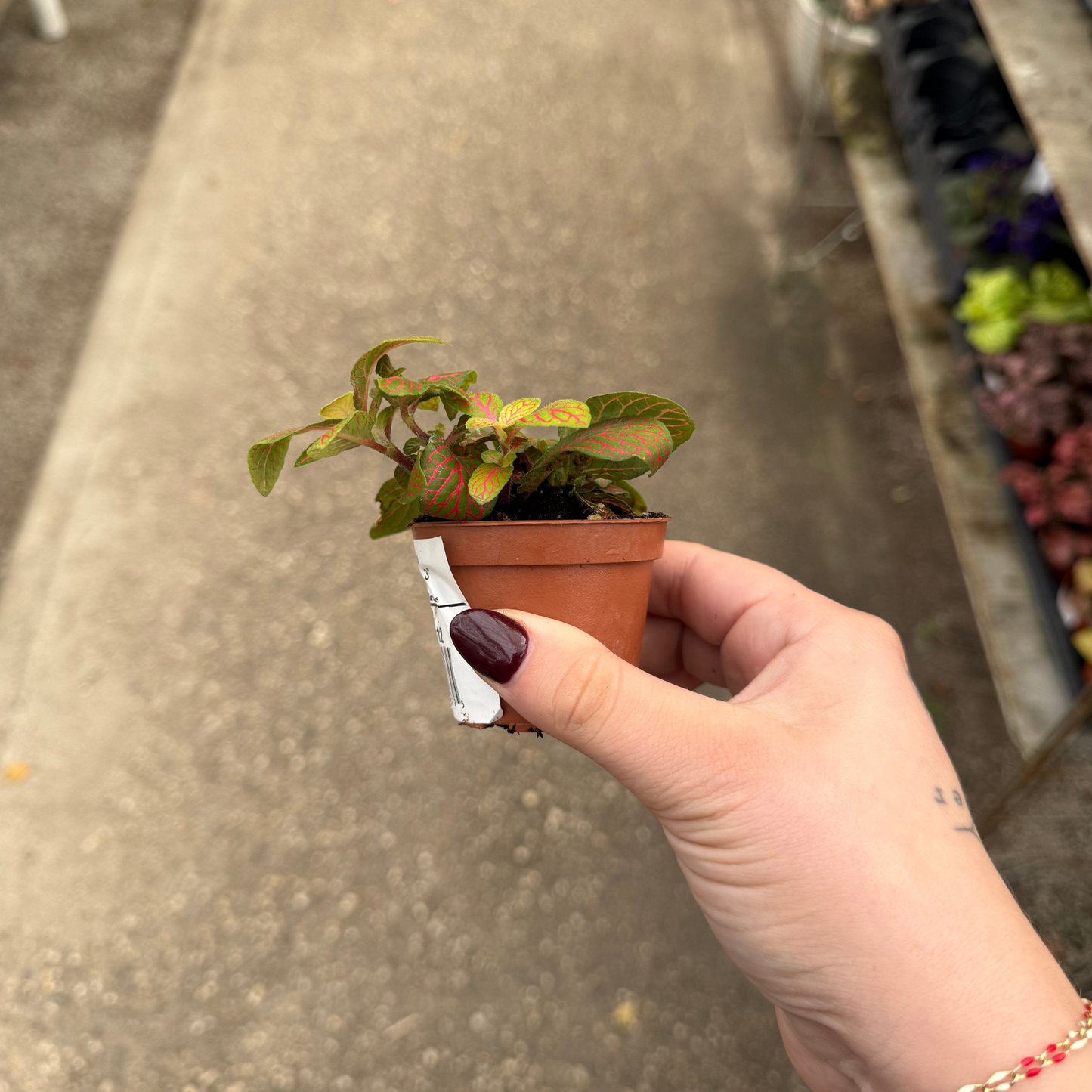 'Red Flame' Fittonia