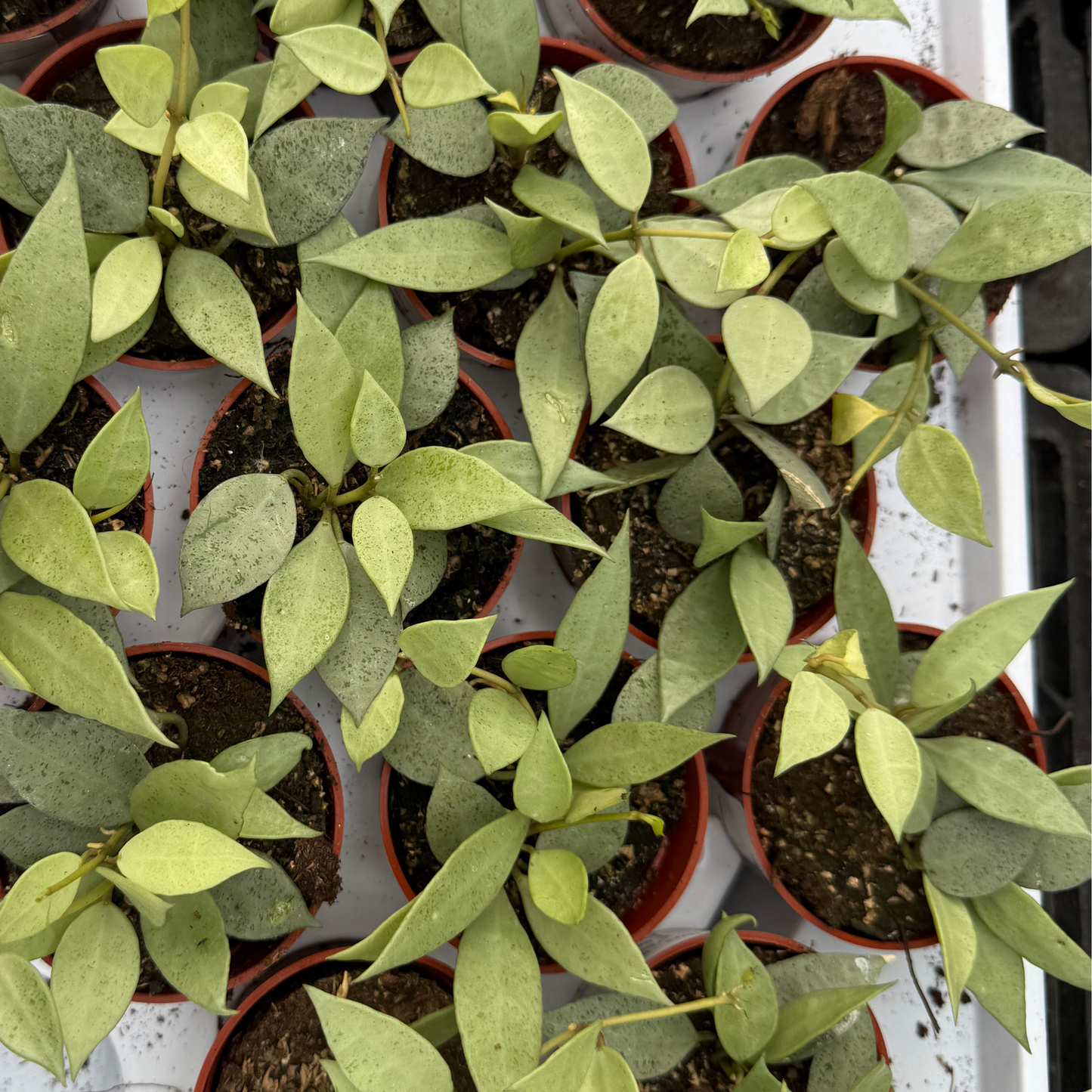 Hoya lacunosa 'Mint'