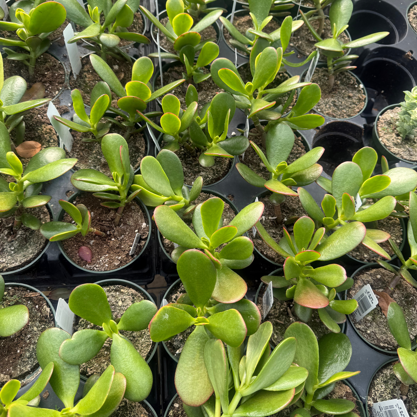 Crassula Ovata- Sunset Jade