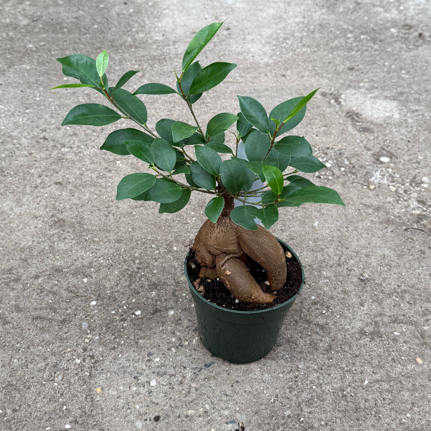 Ficus ginseng Stump