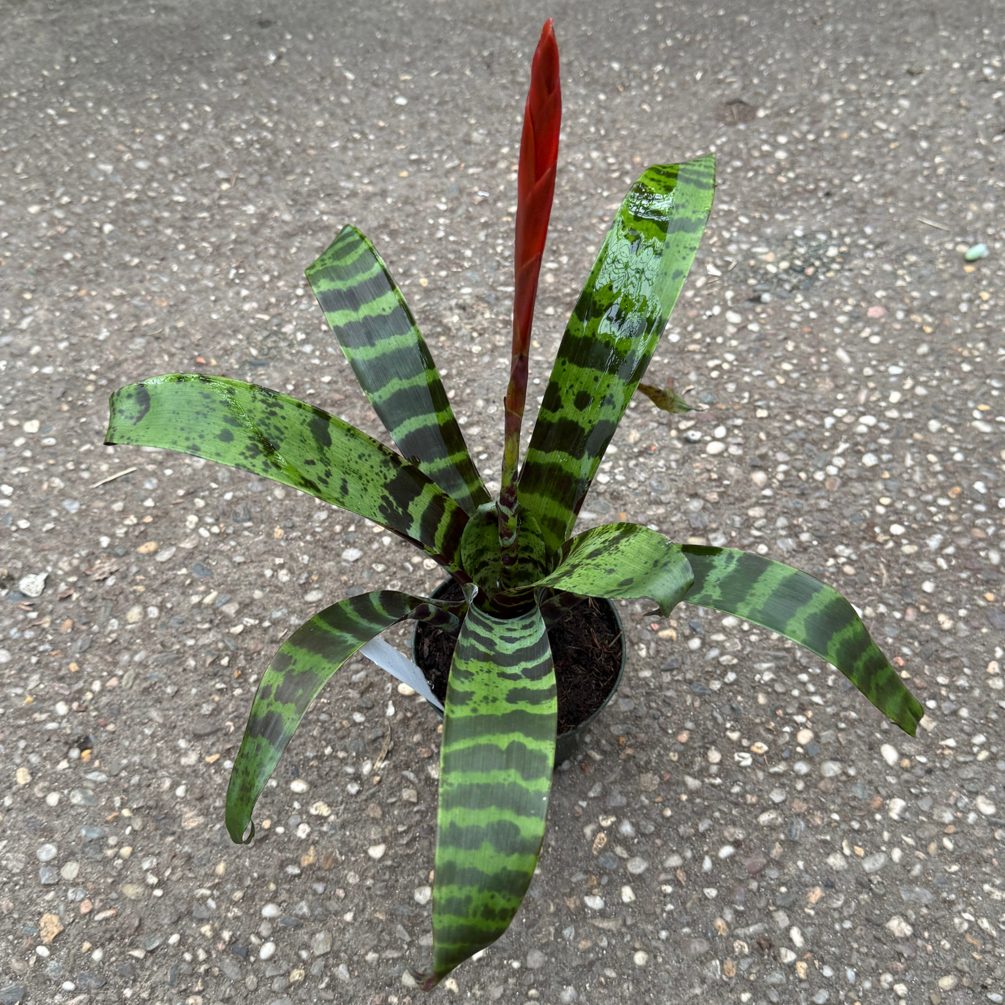 vriesea indoor plant Vriesea Splendens- Bromeliad – Fantastic Gardens