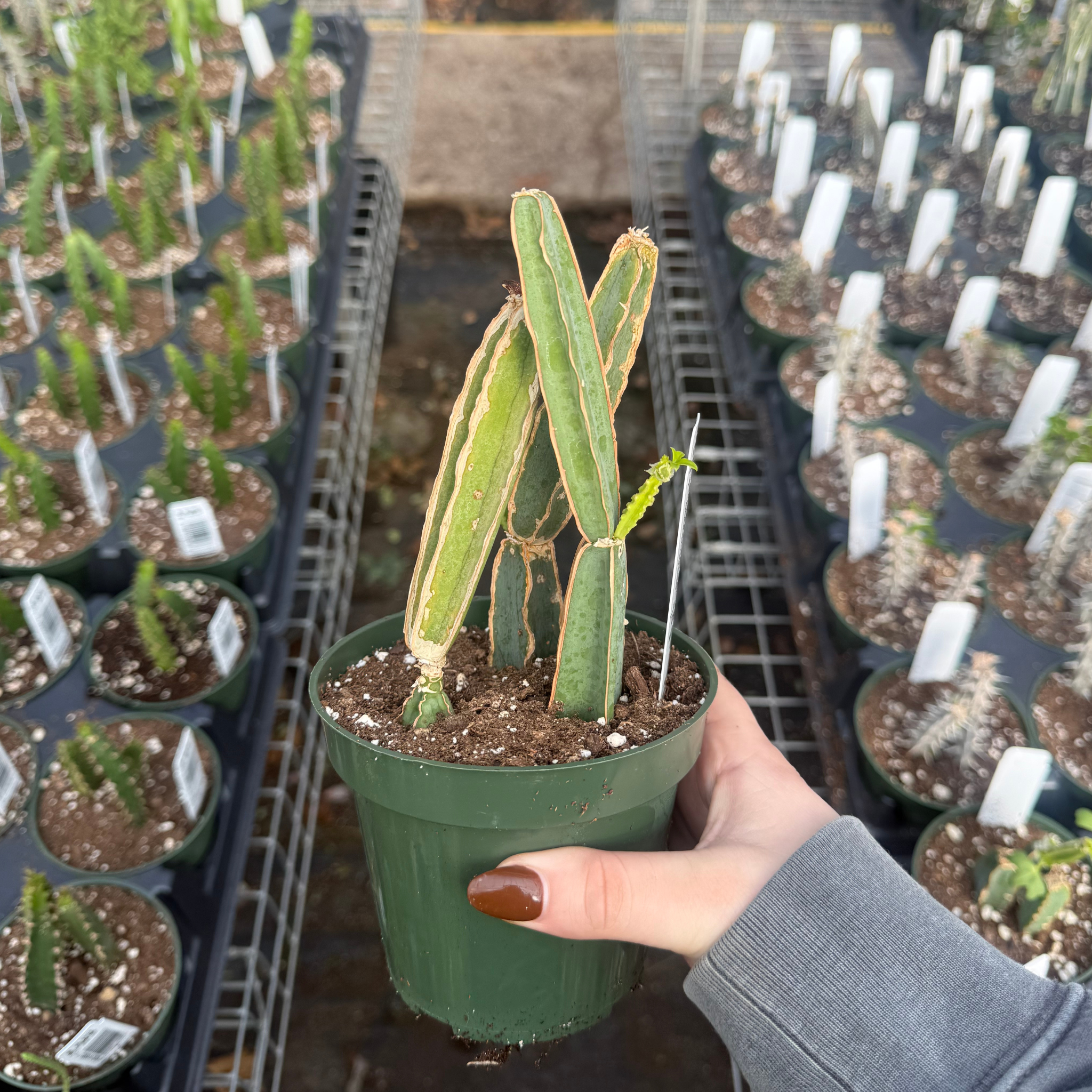Cissus adeyana – Fantastic Gardens