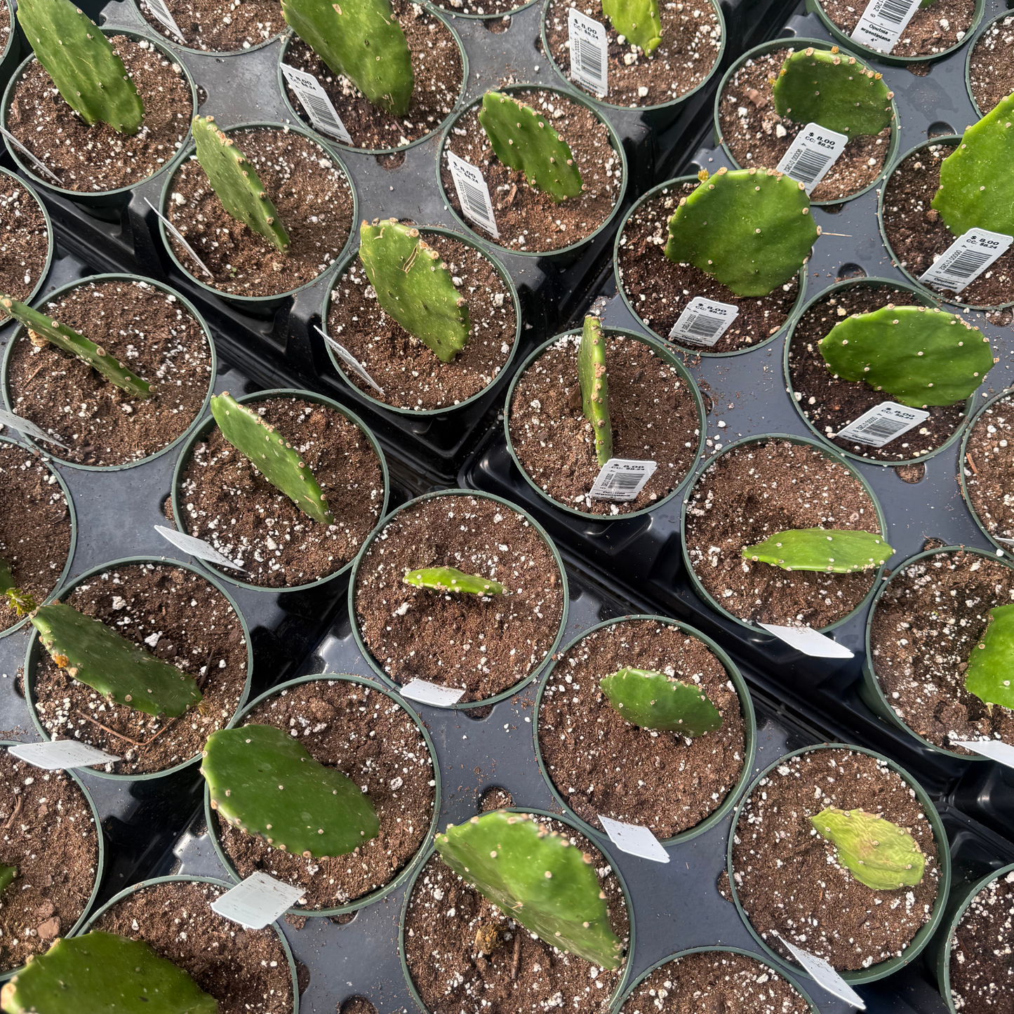 Optunia argentiniana