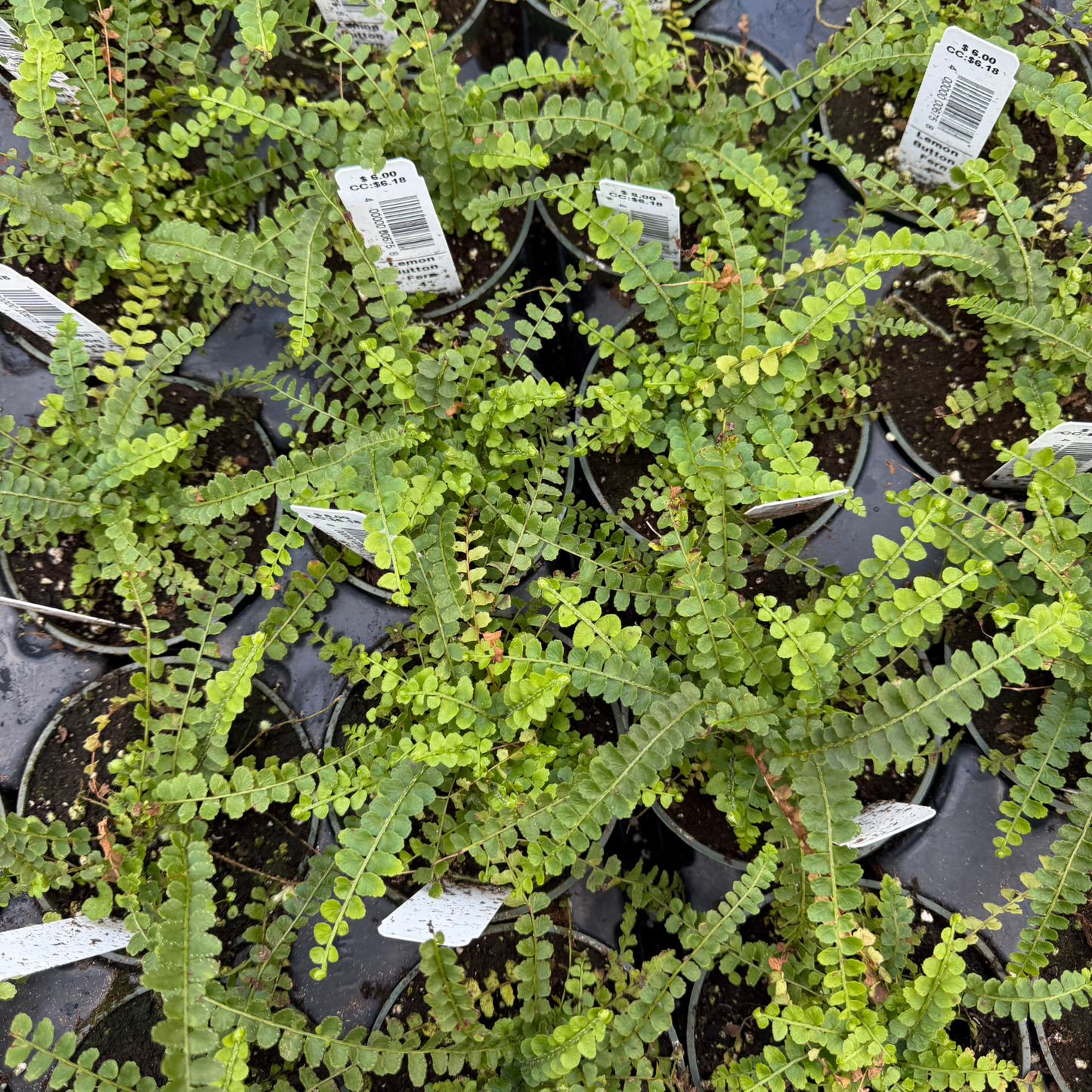 Lemon Button Fern