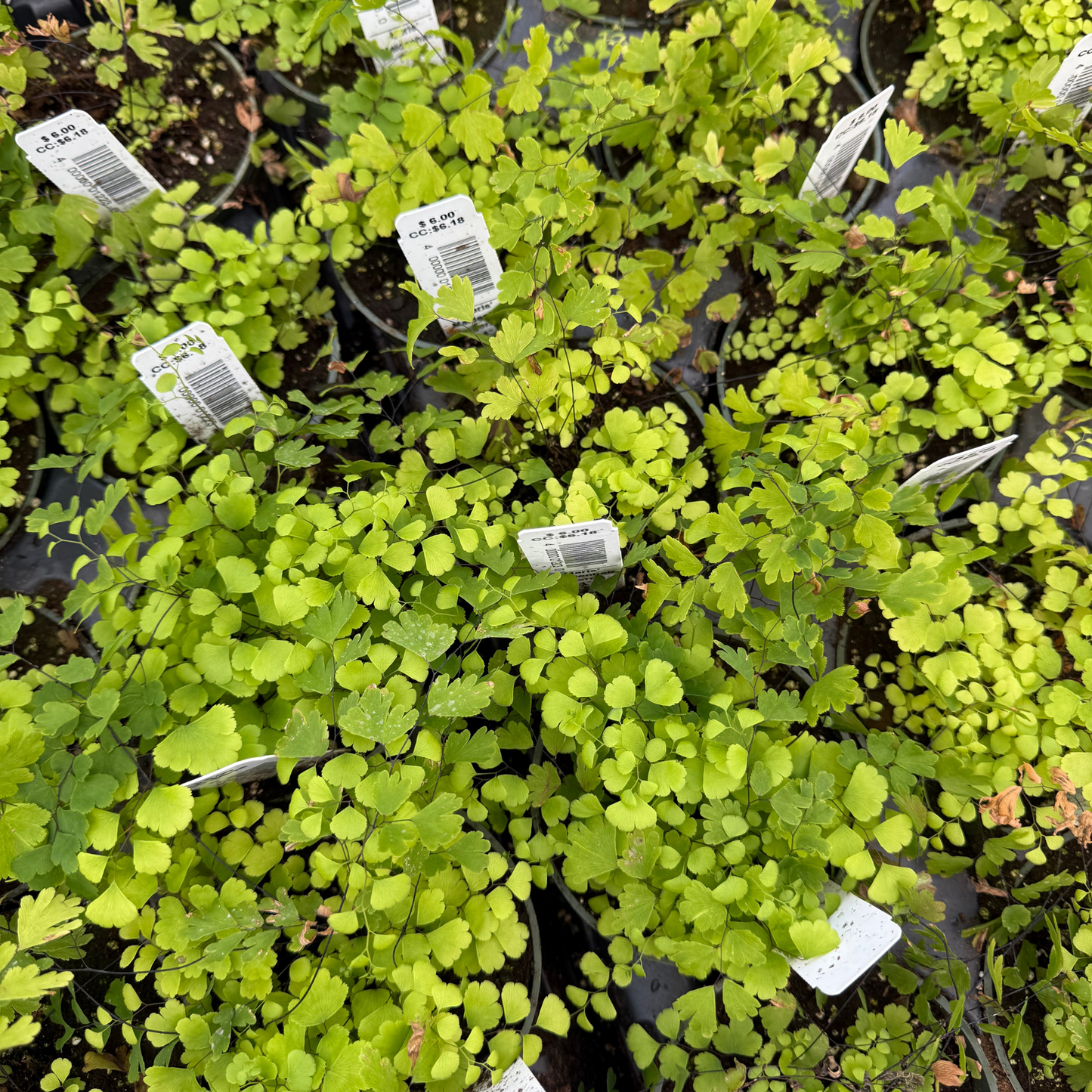 Mairis' Maidenhair Fern