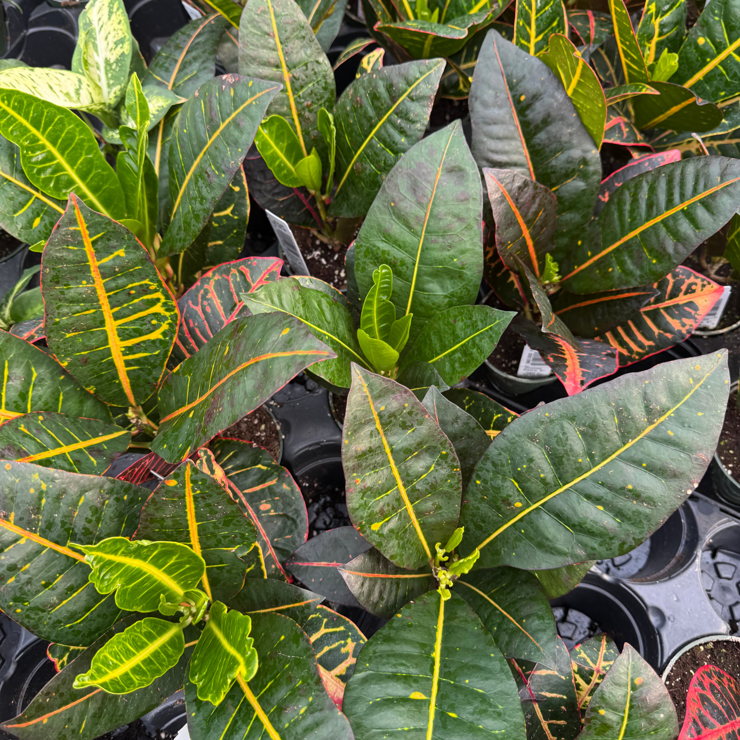 Croton Petra
