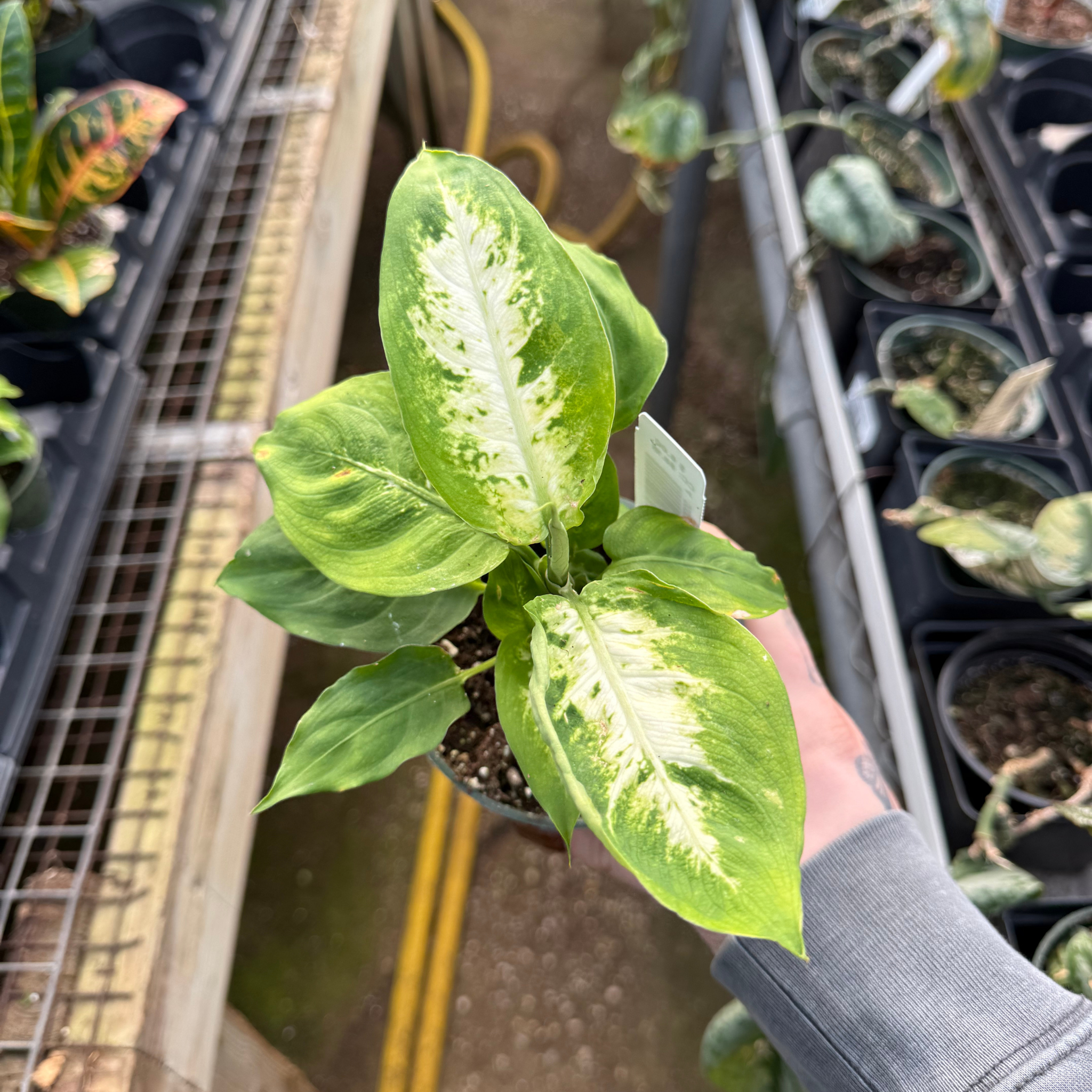 Gustavsberg Plantina 植木鉢　set 2 Dieffenbachia 'Sublime' – Fantastic Gardens