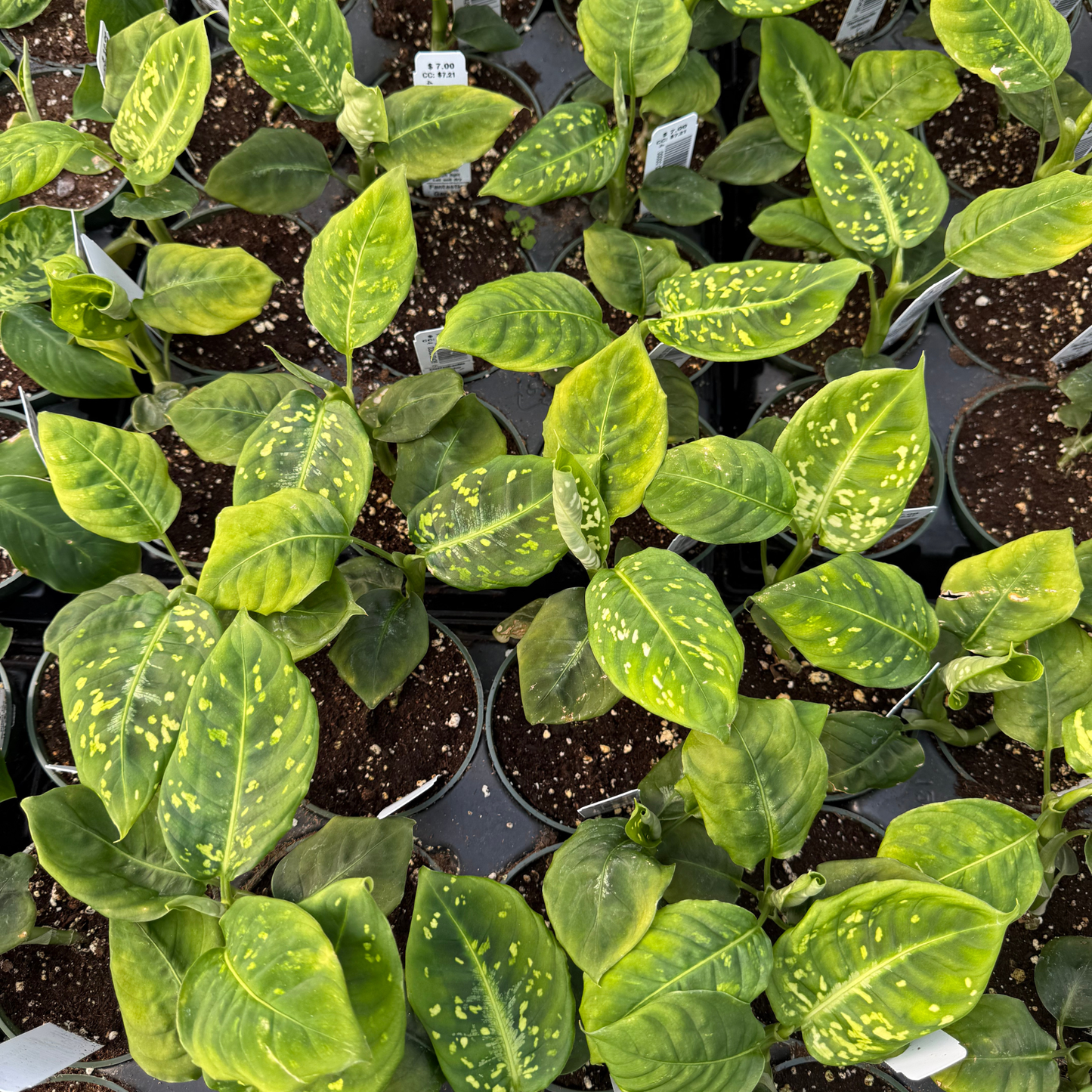Dieffenbachia 'Reflector'