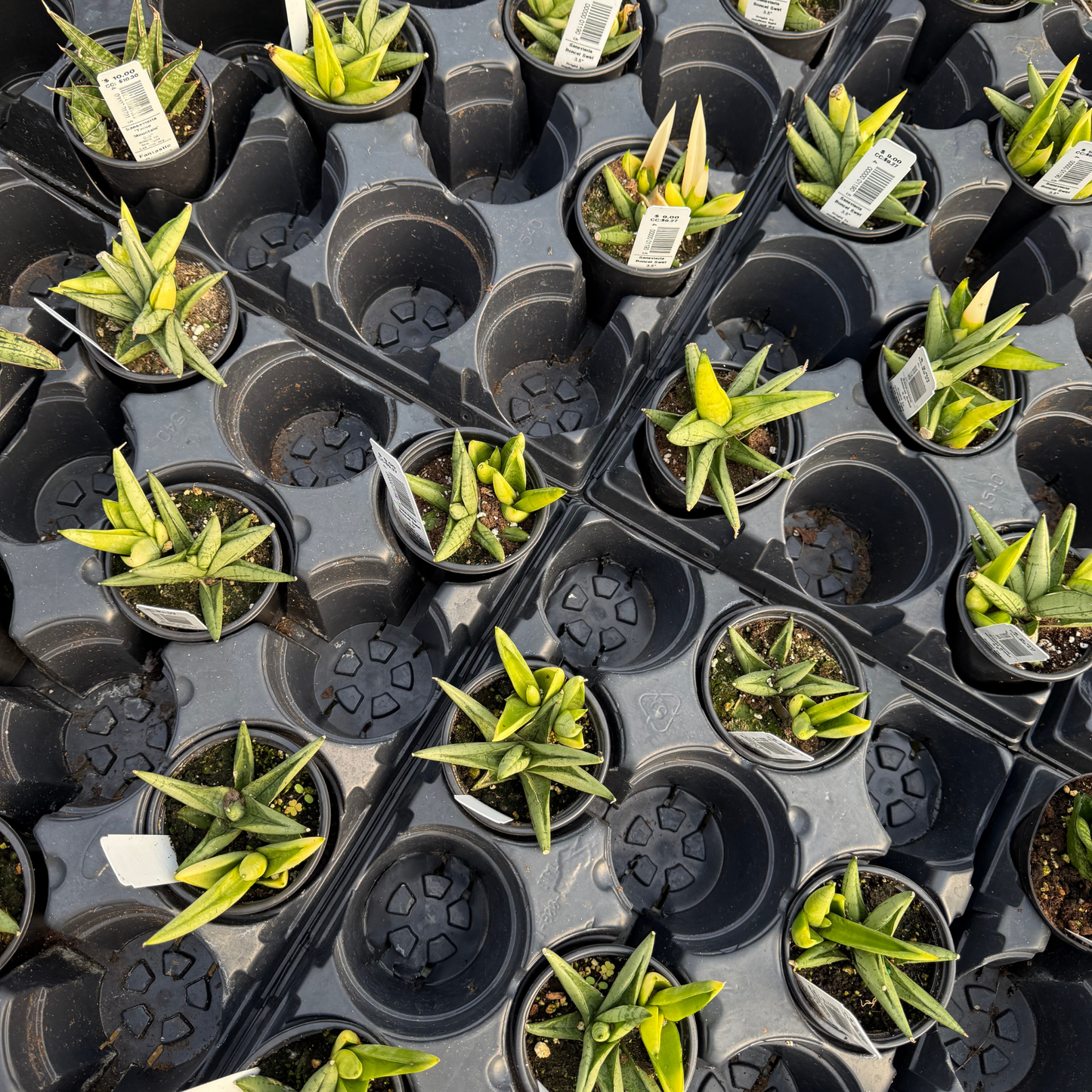Sansevieria 'Boncel Swirl'
