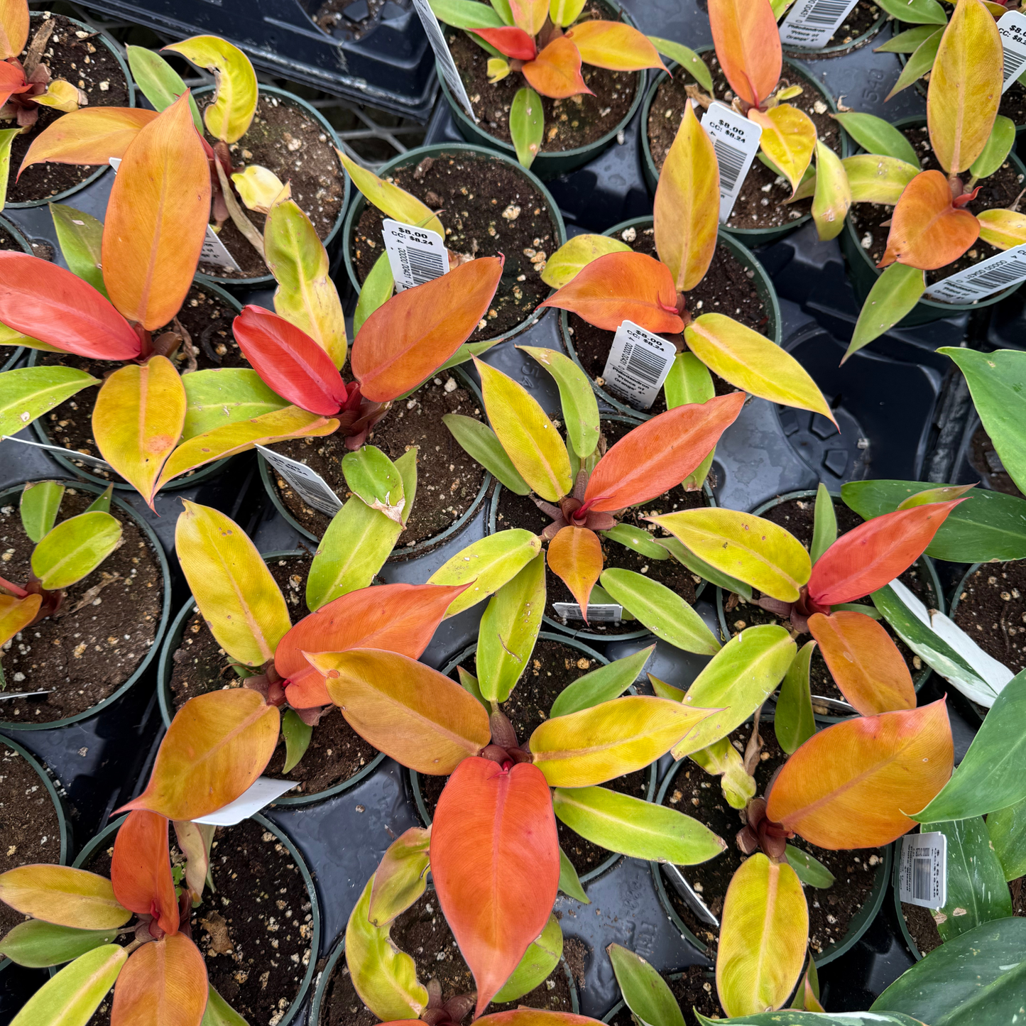 Philodendron Prince of Orange