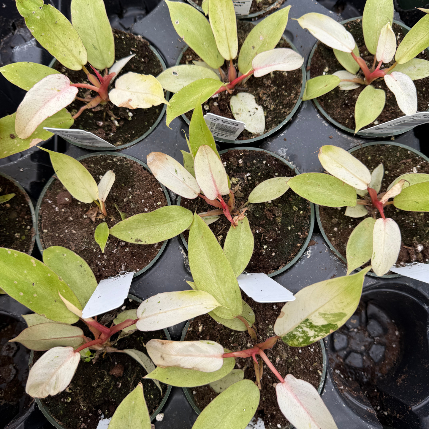 Philodendron Snowdrift