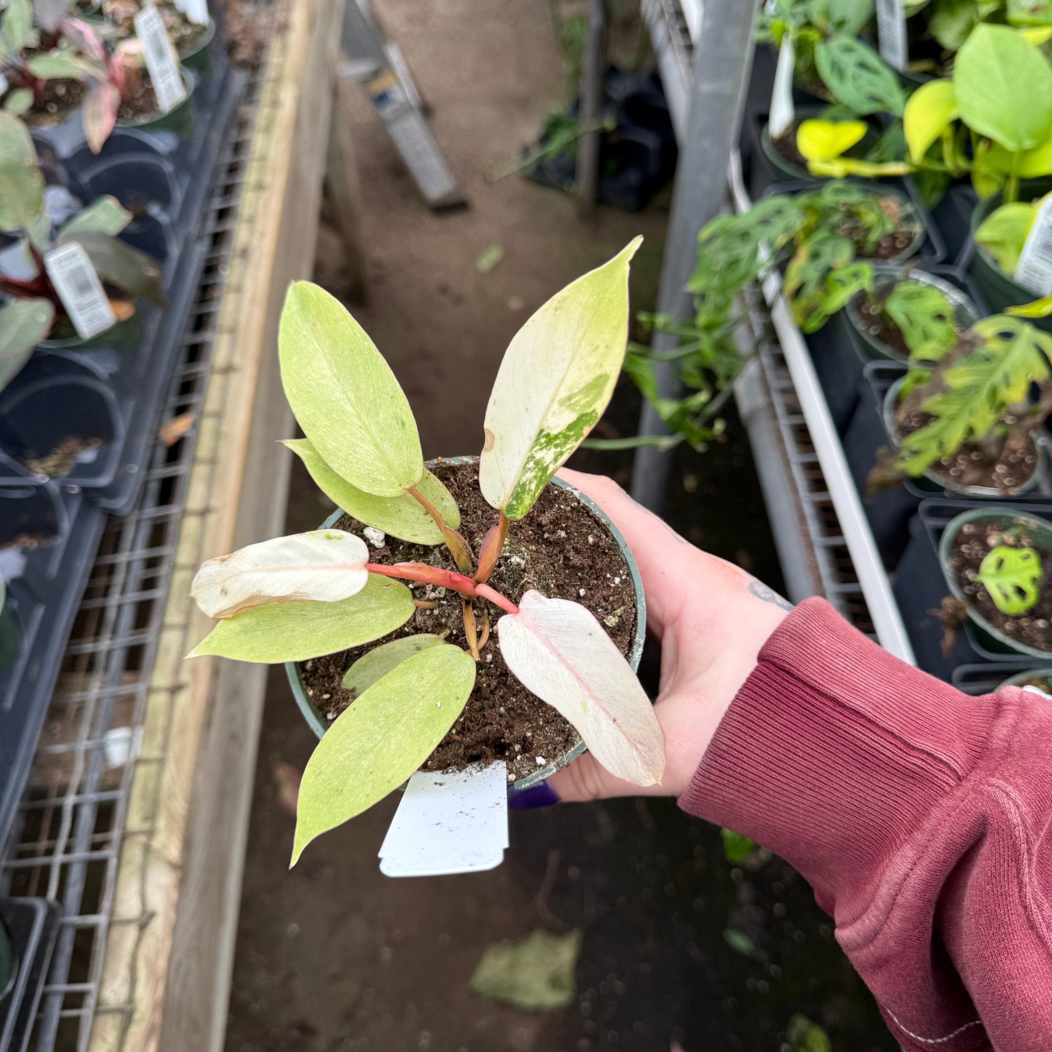 Philodendron Snowdrift – Fantastic Gardens