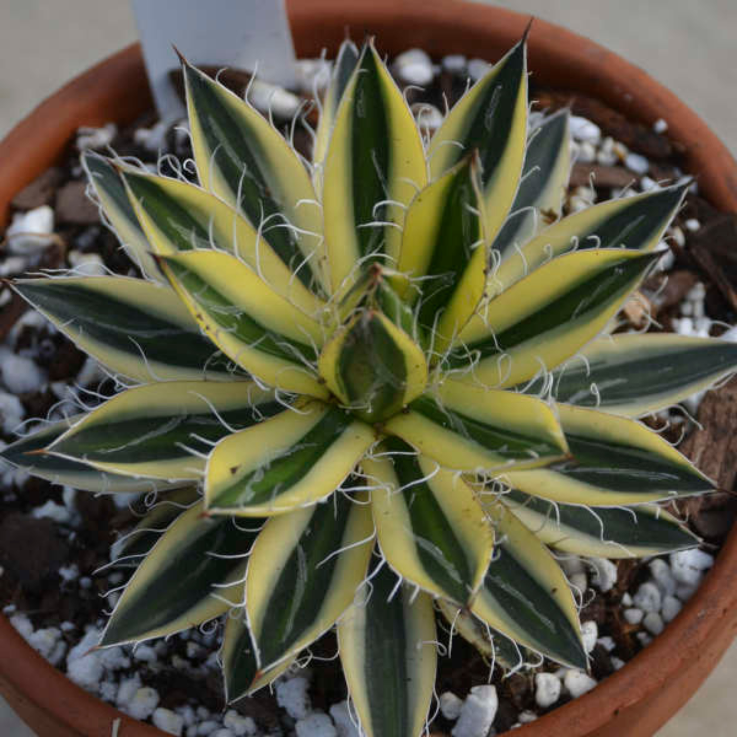 Agave schidigera 'Royal Flush'