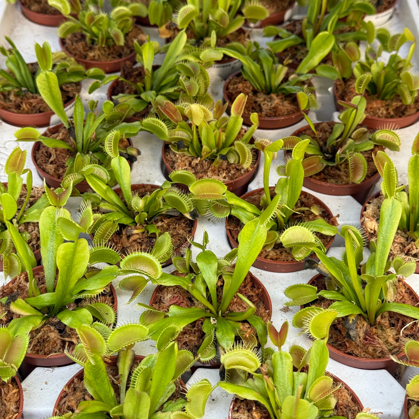 Dionaea muscipula- Venus Flytrap