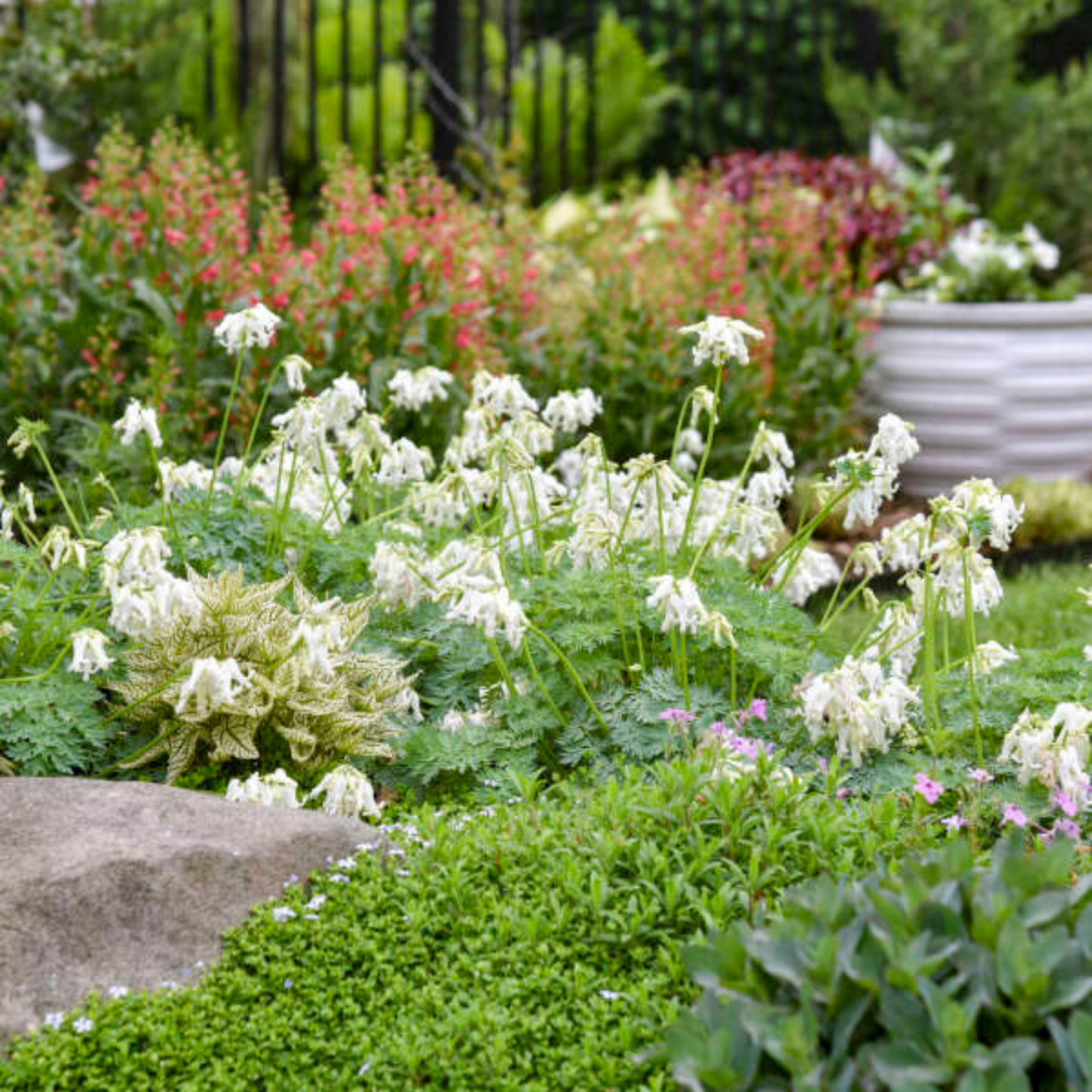 Dicentra 'White Diamonds'