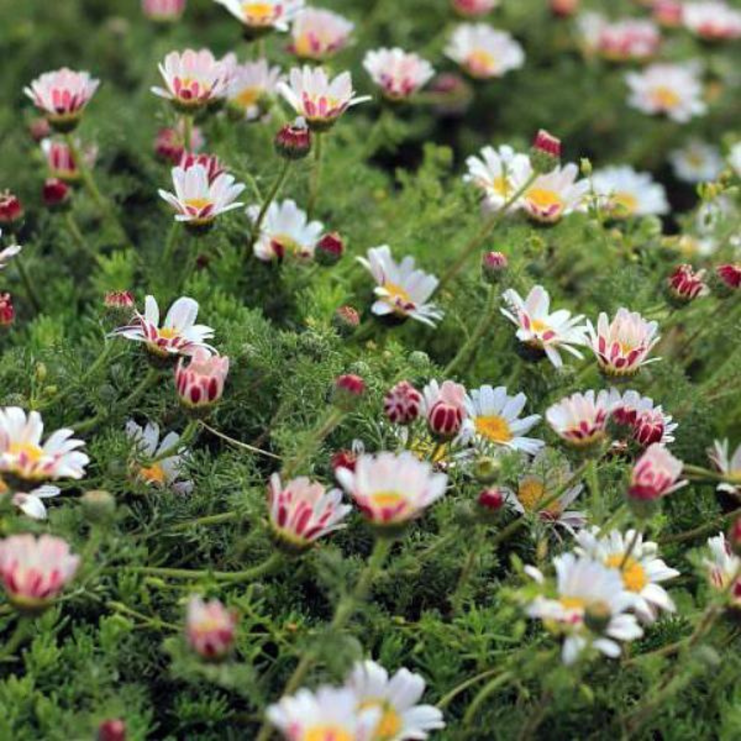 Anacyclus depressus 'Spring Carpet'