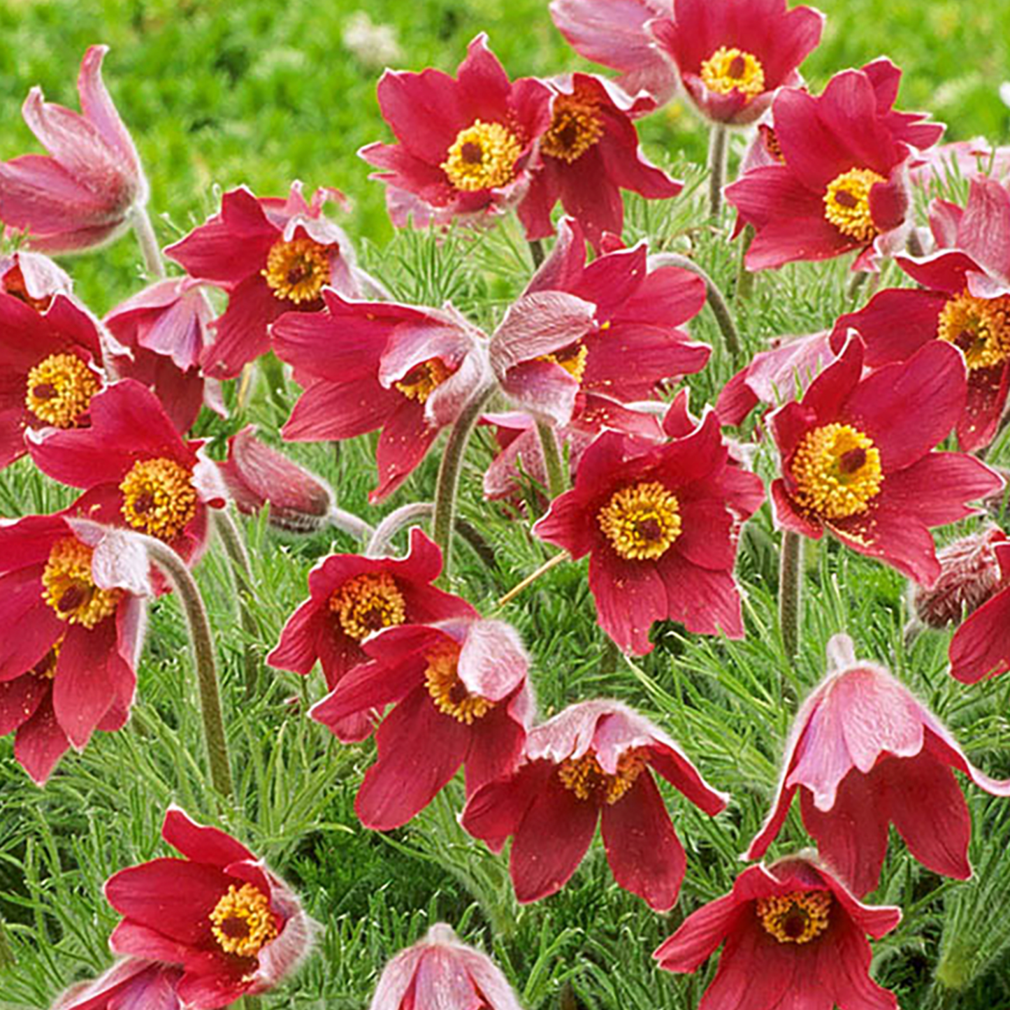 Pulsatilla vulgaris 'Rubra'
