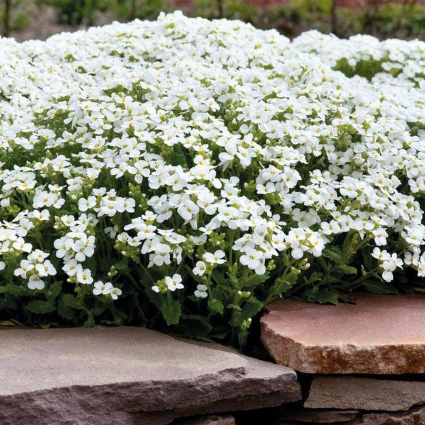 Arabis caucasica 'Catwalk White'