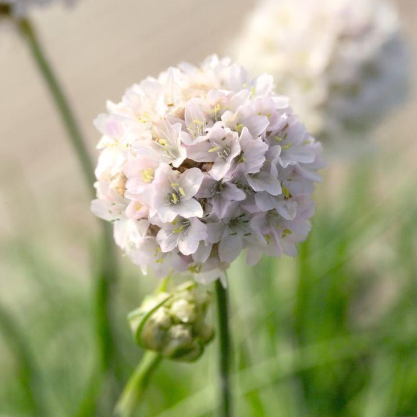Armeria maritima 'Morning Star White'