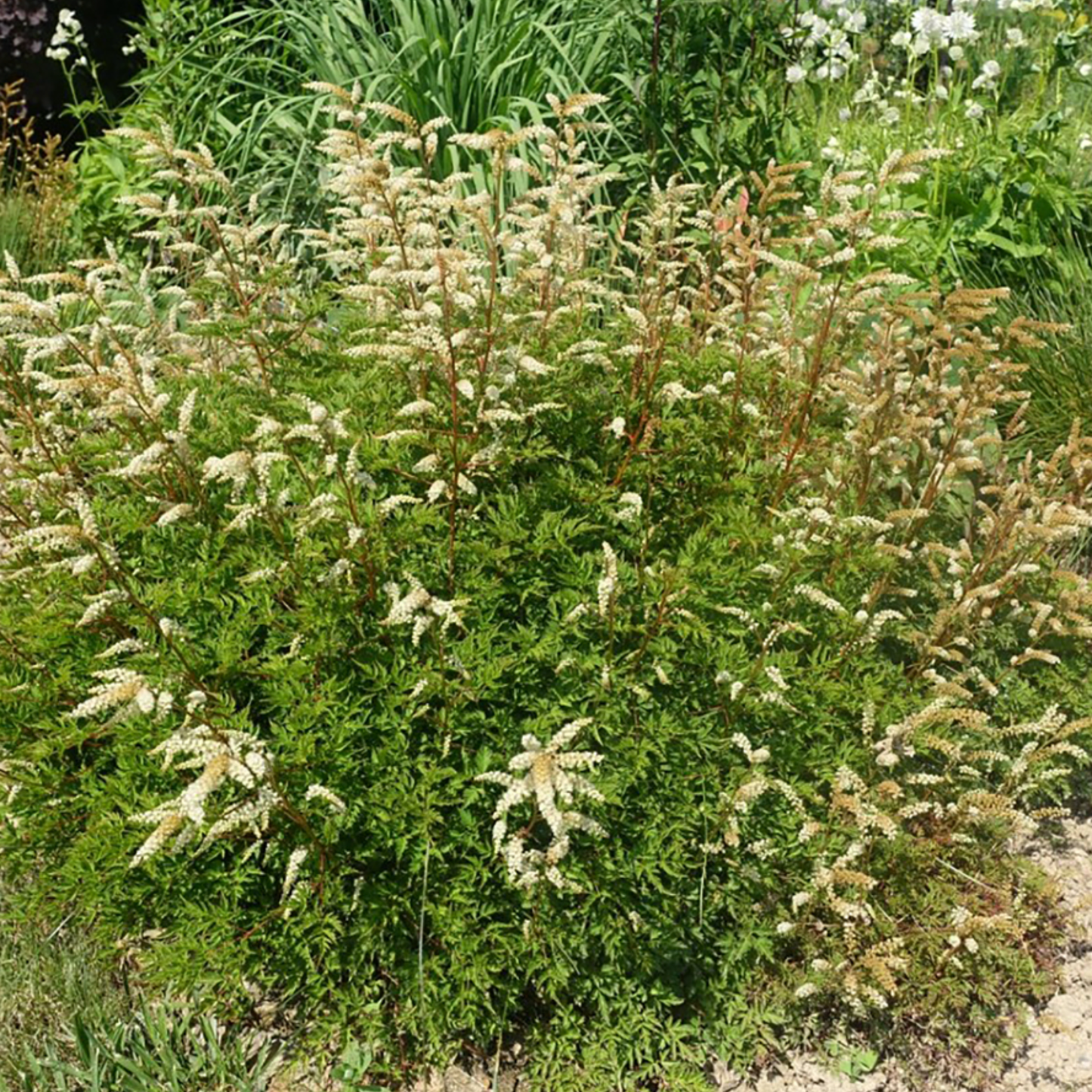 Aruncus aethusifolius 'Noble Spirits'
