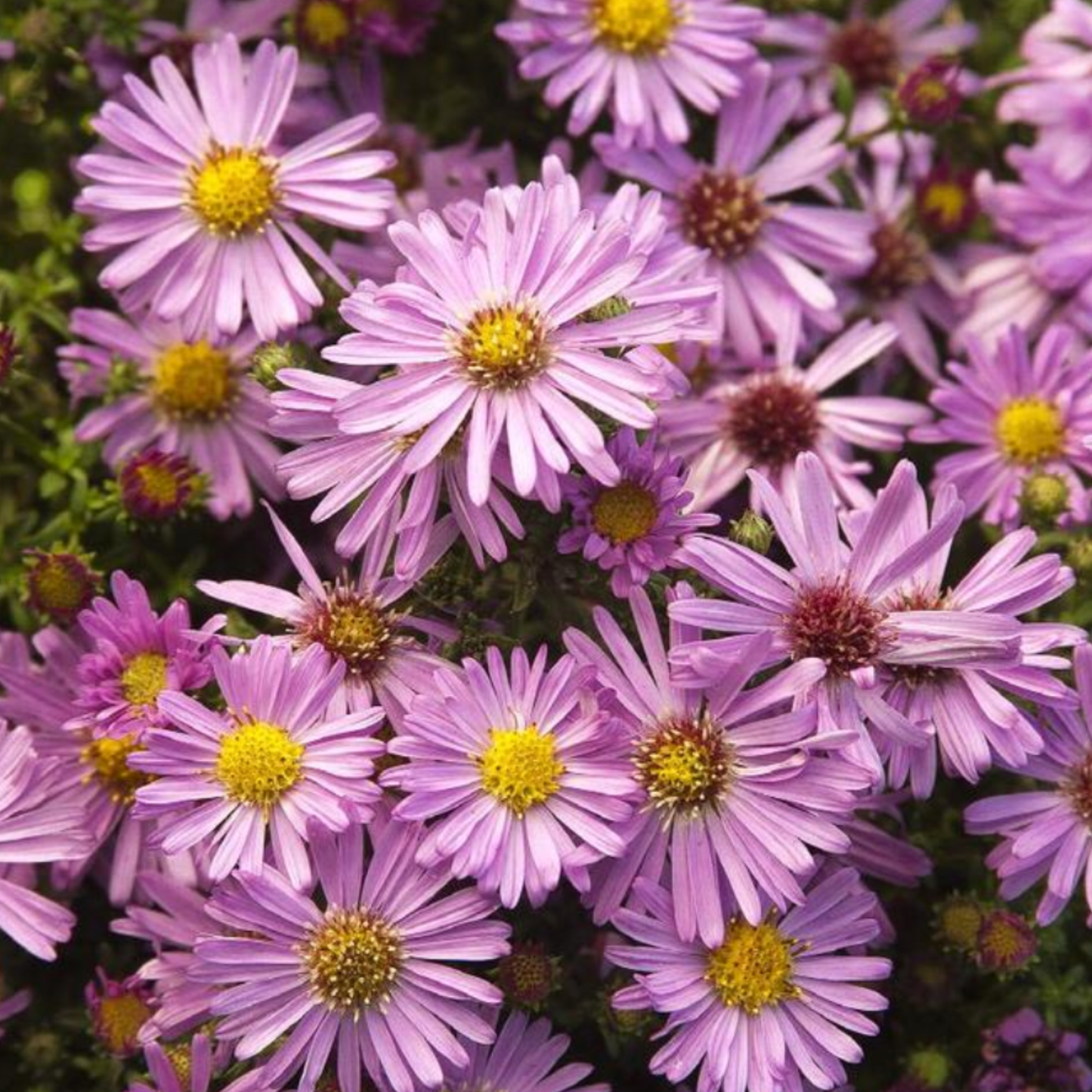 Aster dumosus 'Wood's Pink'