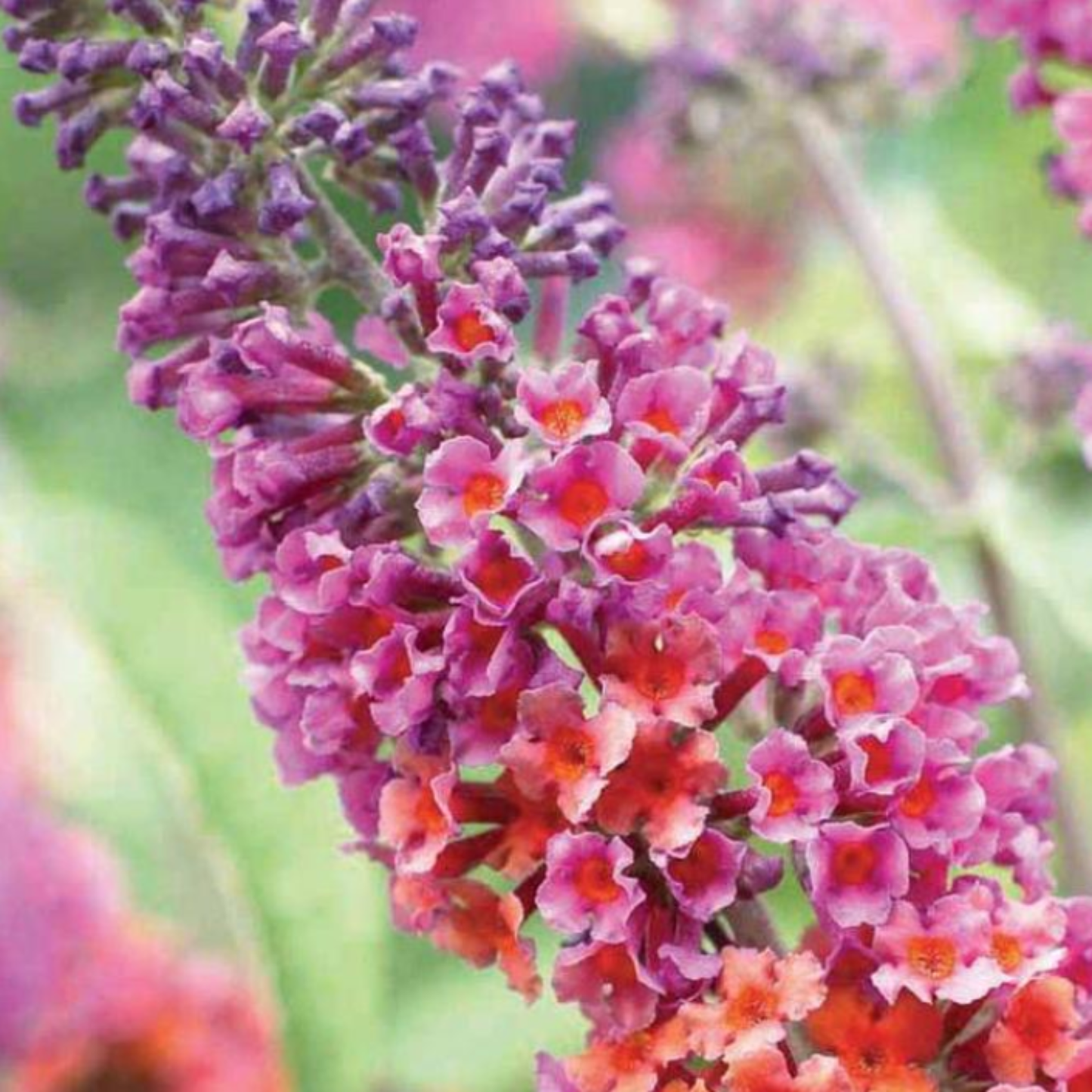 Buddleia x weyeriana 'Bicolor'