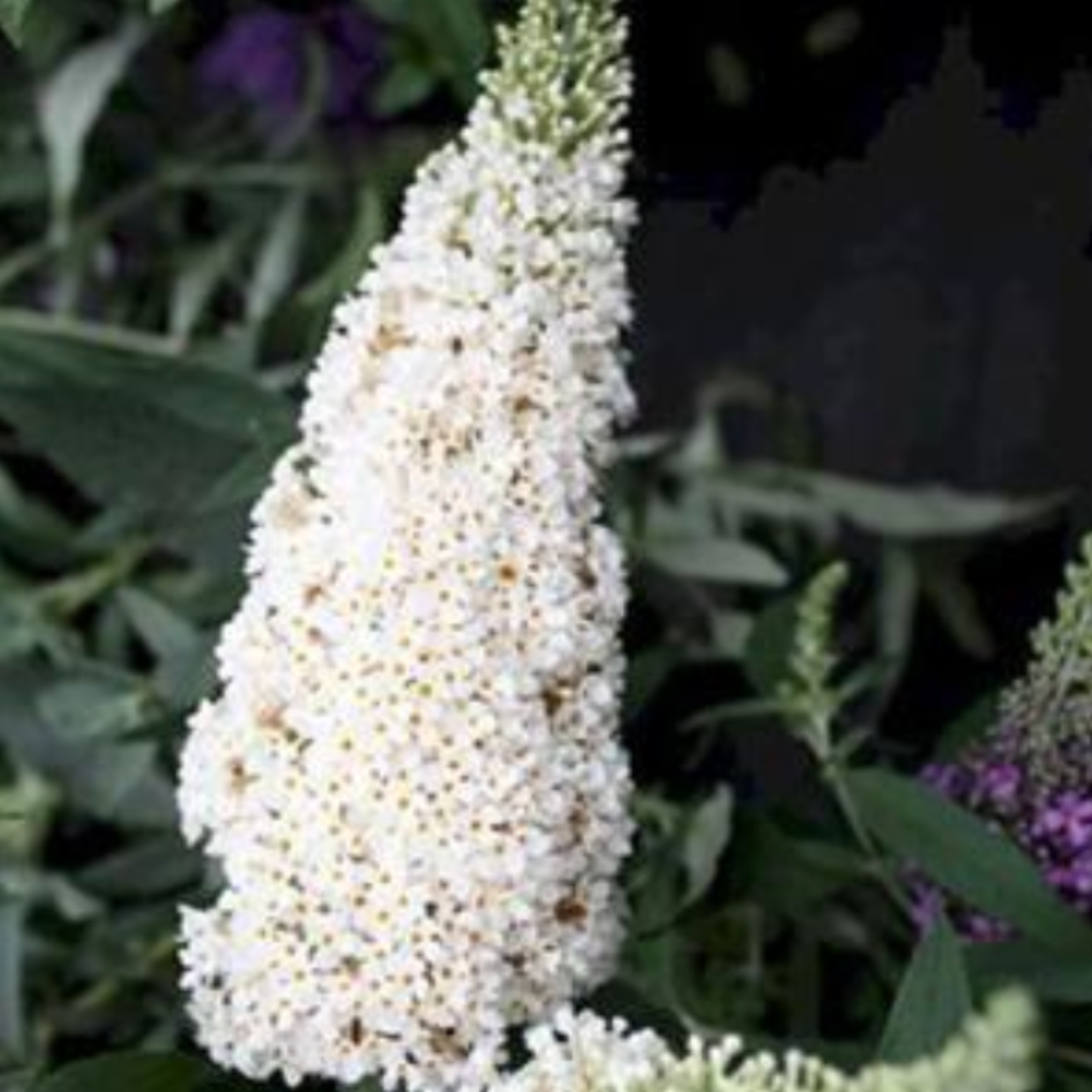 Buddleia davidii 'Buzz Ivory'