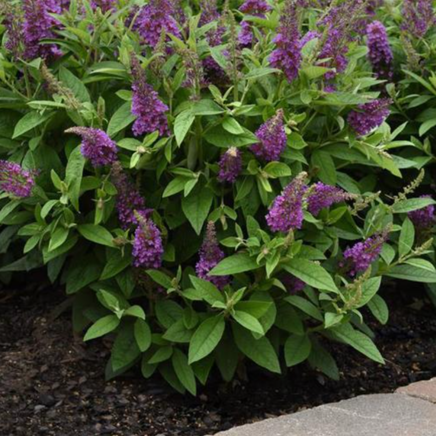 Buddleia hybrid 'Chrysalis Blue'