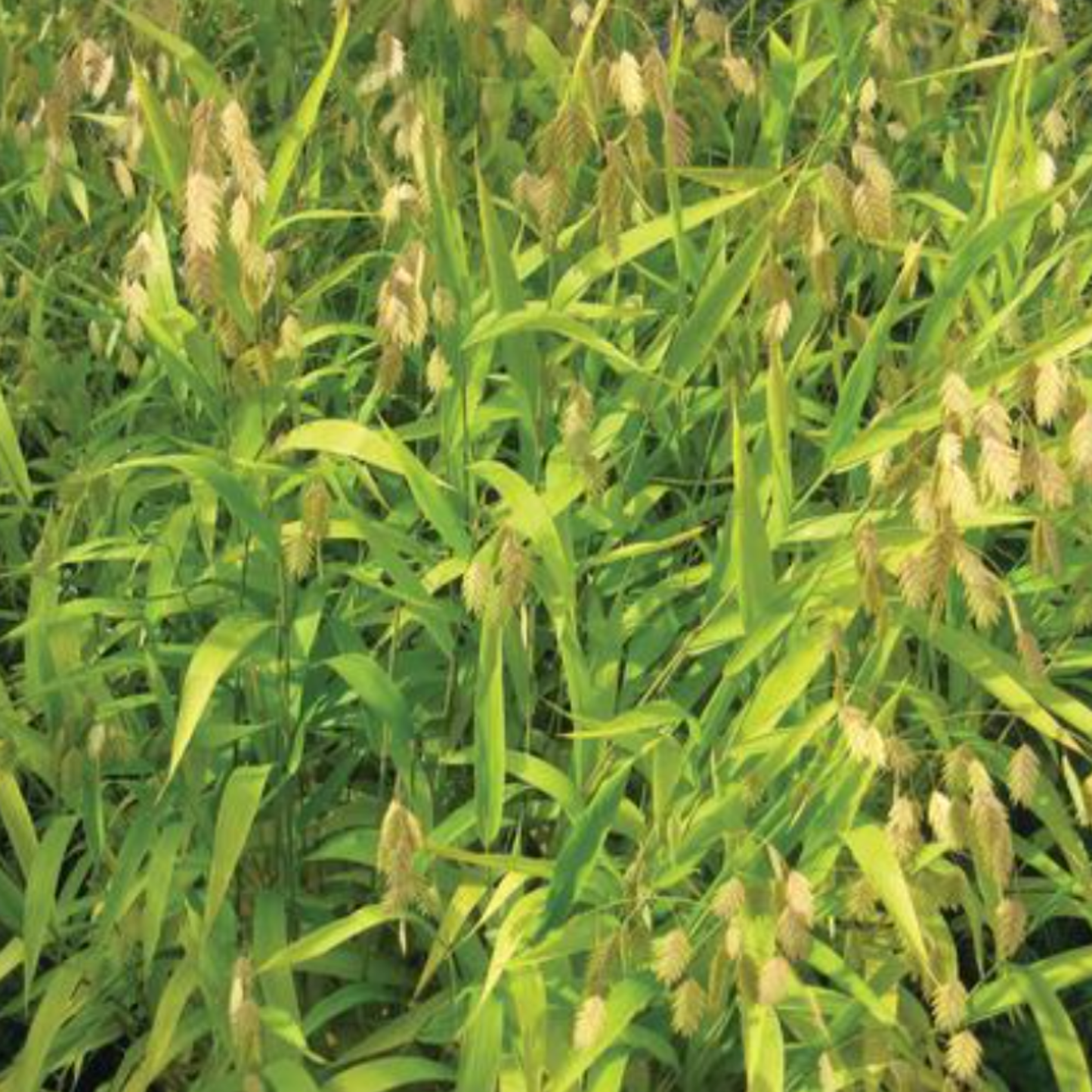 Chasmanthium latifolium 'Northern Sea Oats'
