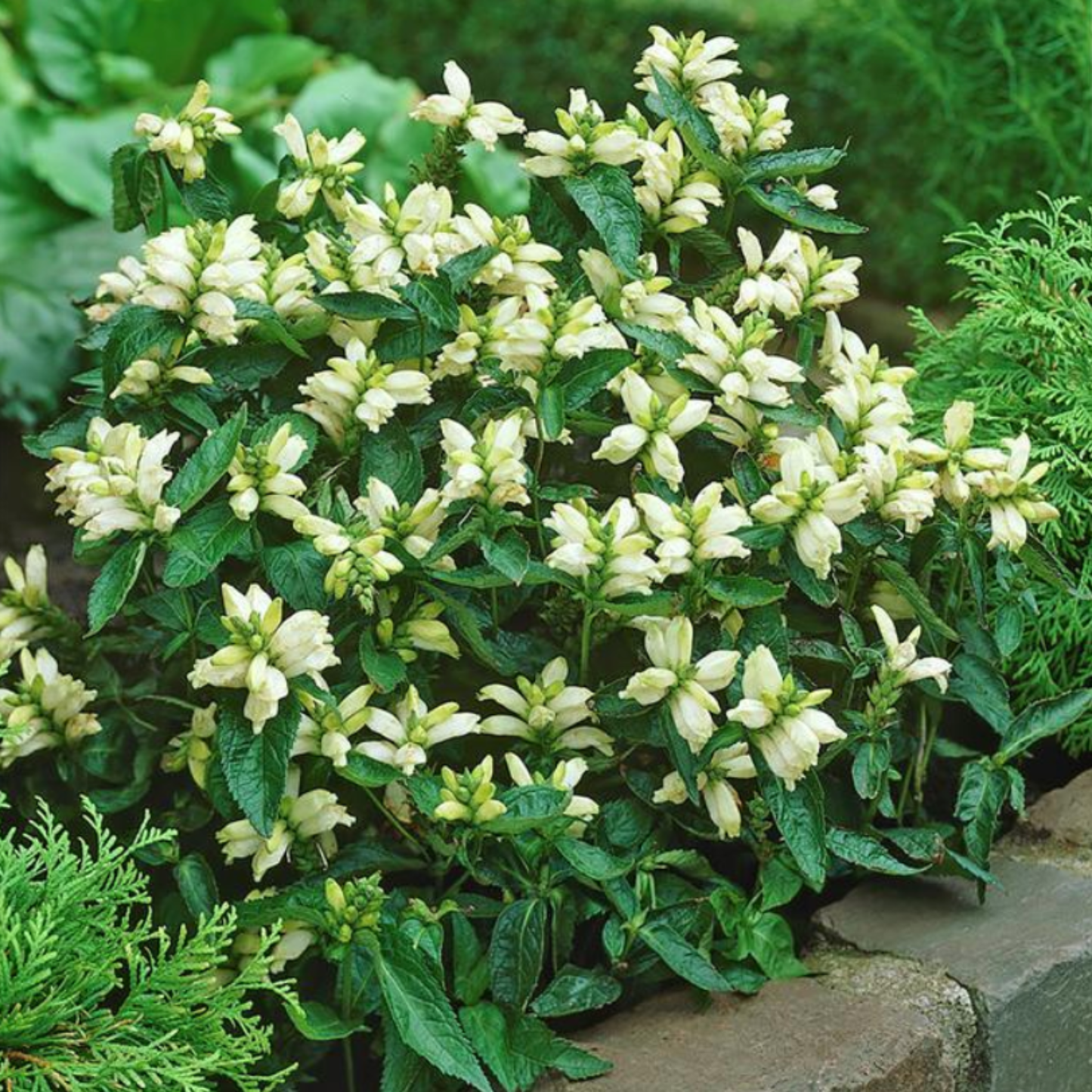 Chelone obiqua 'Alba'