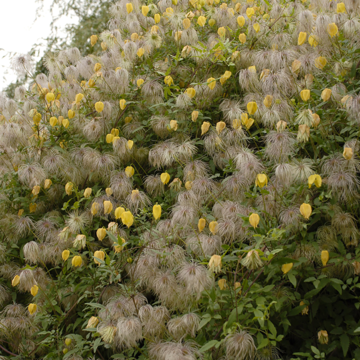 Clematis tangutica