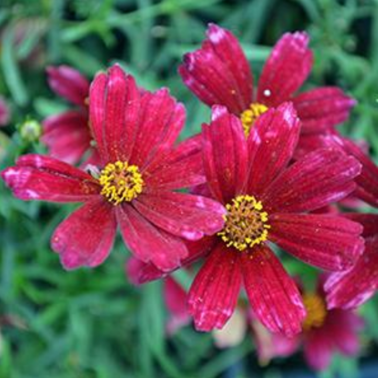 Coreopsis verticillata 'Cruizin' Main Street'