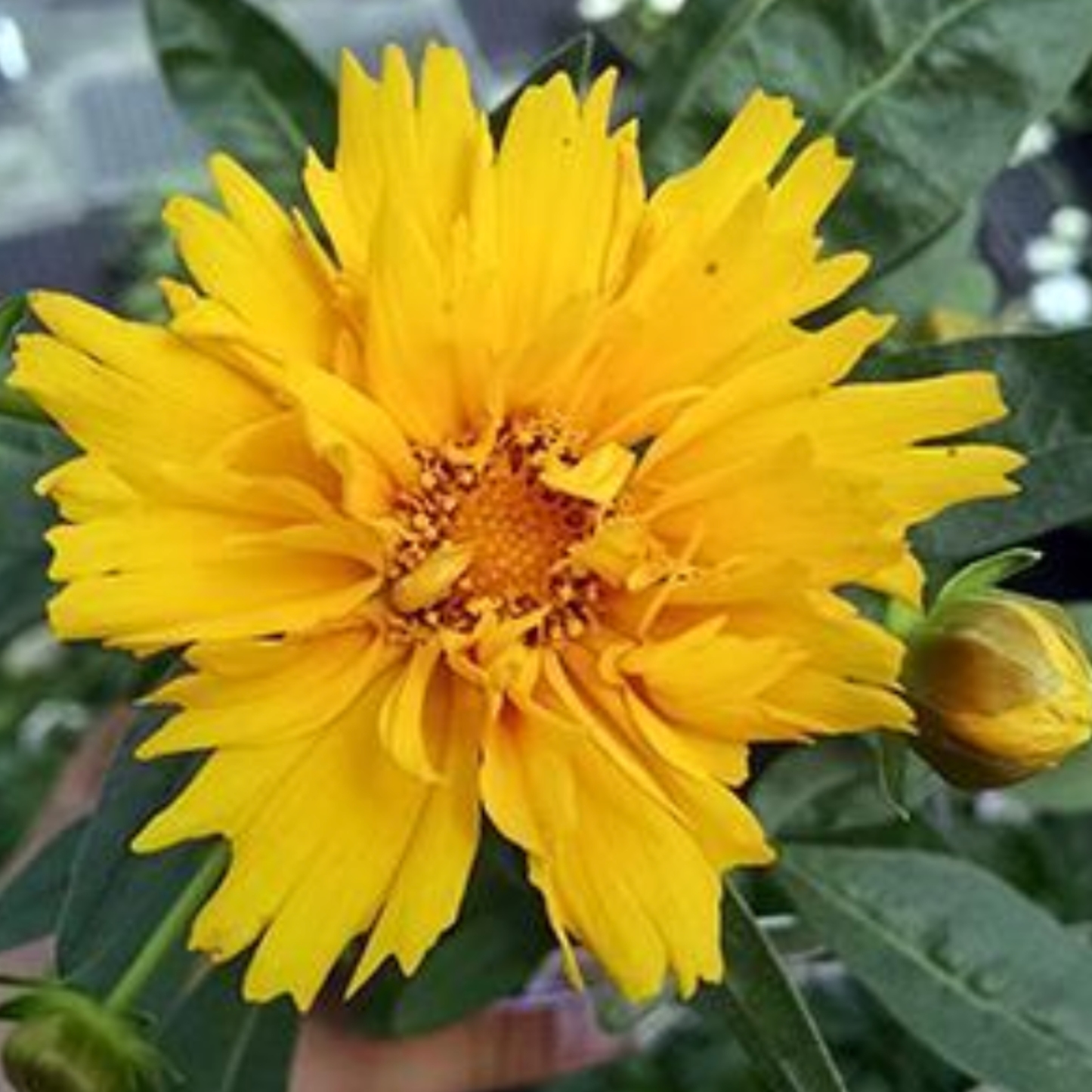 Coreopsis grandiflora 'Early Sunrise'