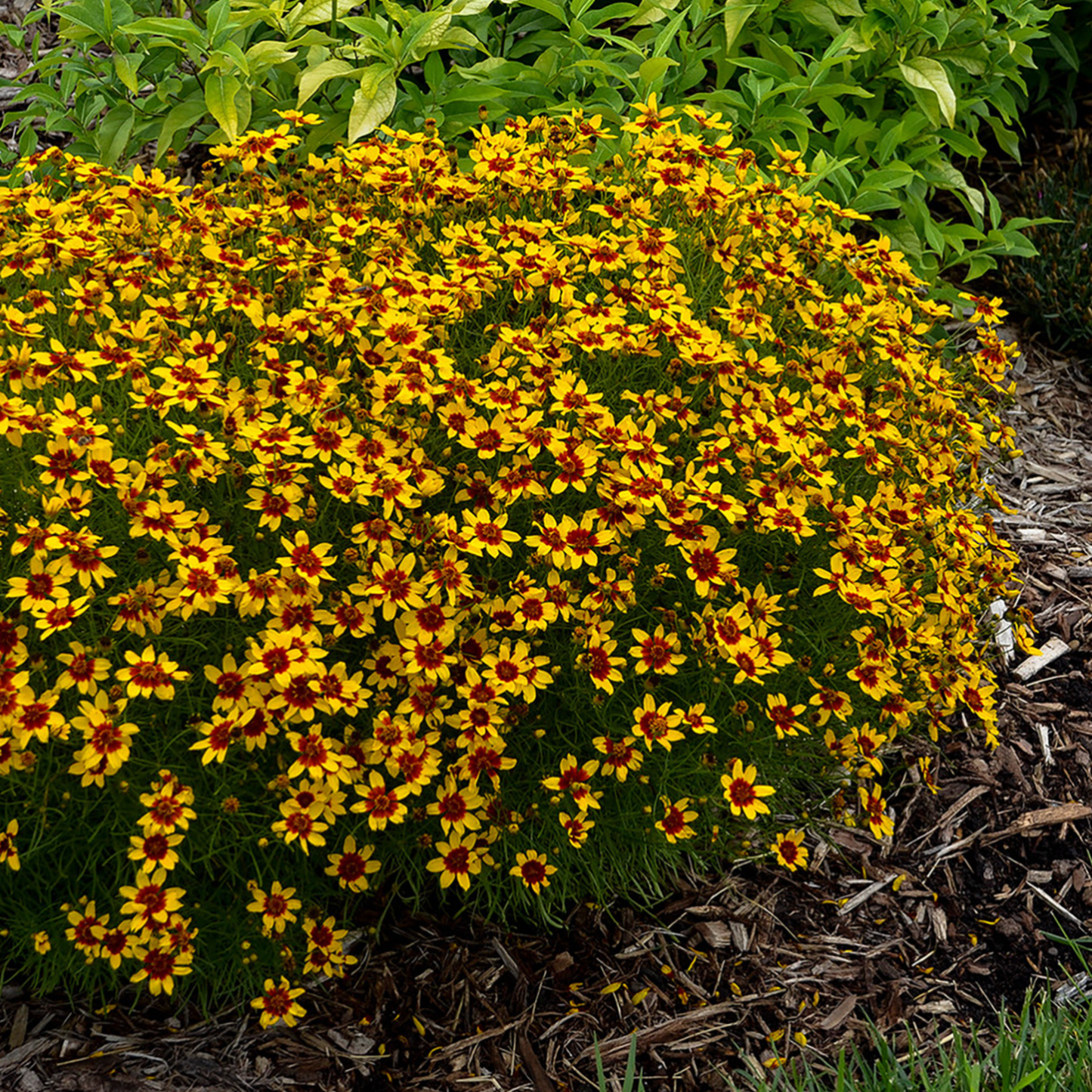 Coreopsis verticillata 'Sizzle & Spice Curry Up'