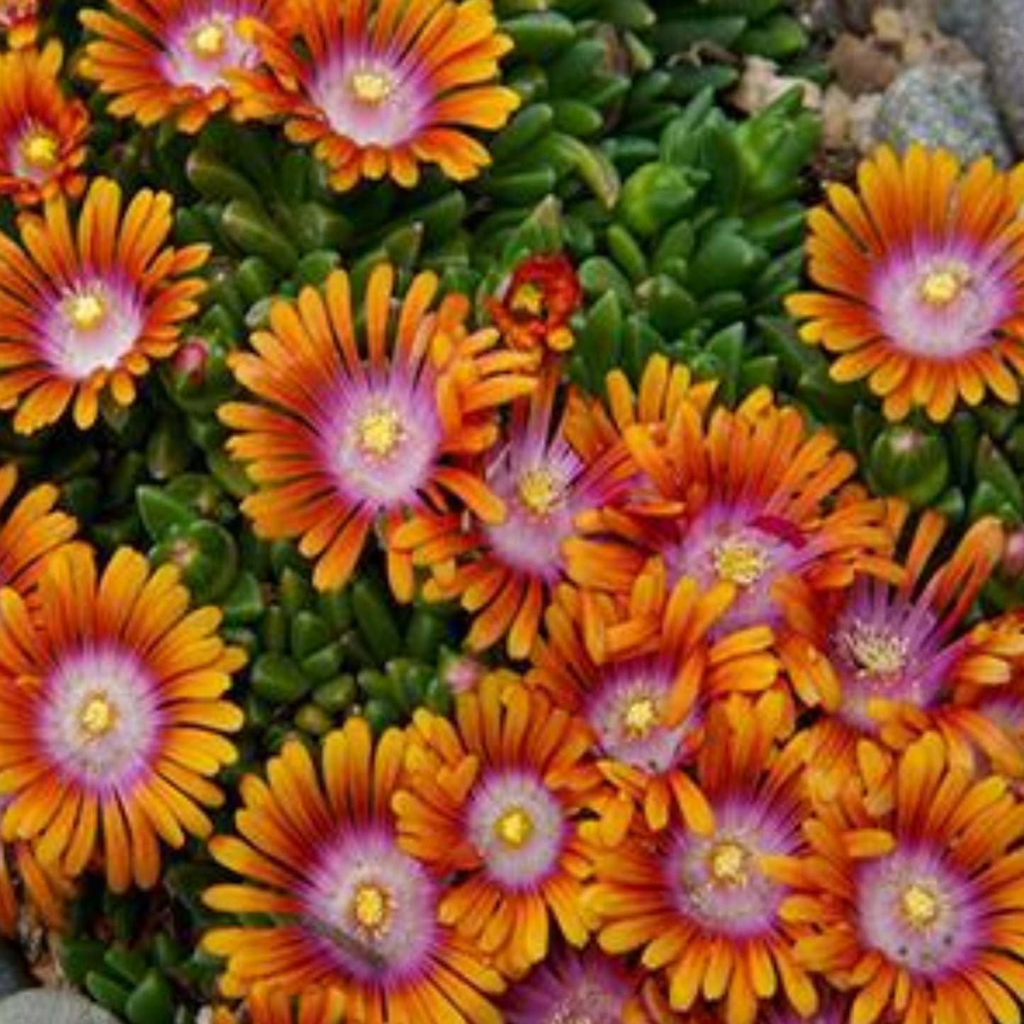 Delosperma 'Fire Spinner'
