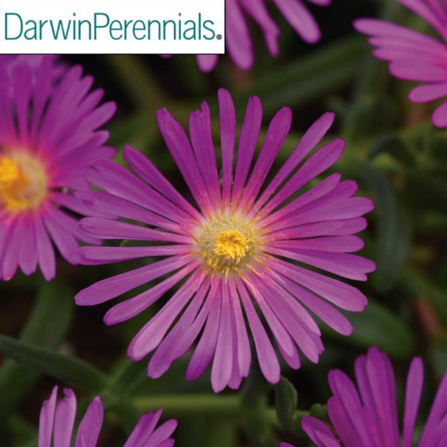 Delosperma 'Ocean Sunset Violet'
