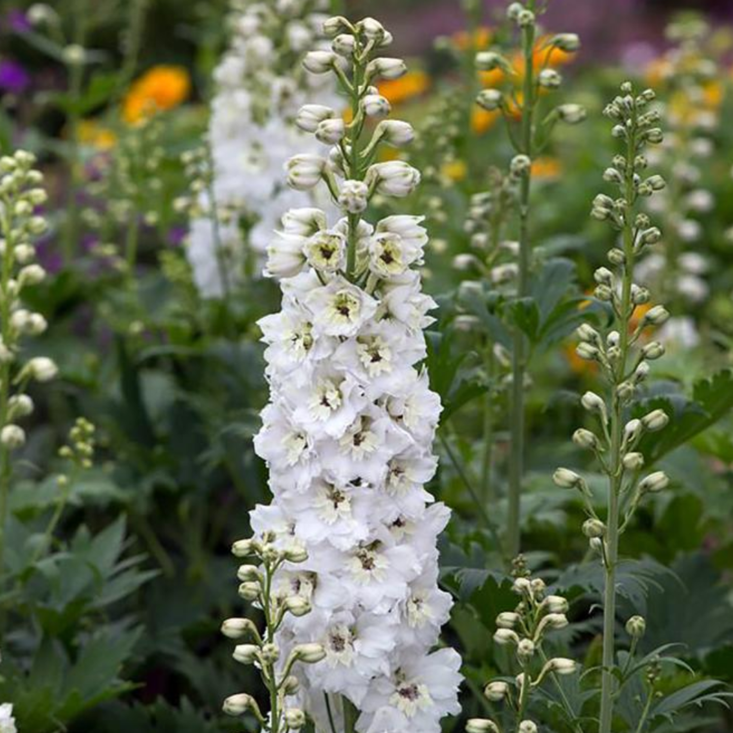 Delphinium elatum 'Magic Fountains Pure White'