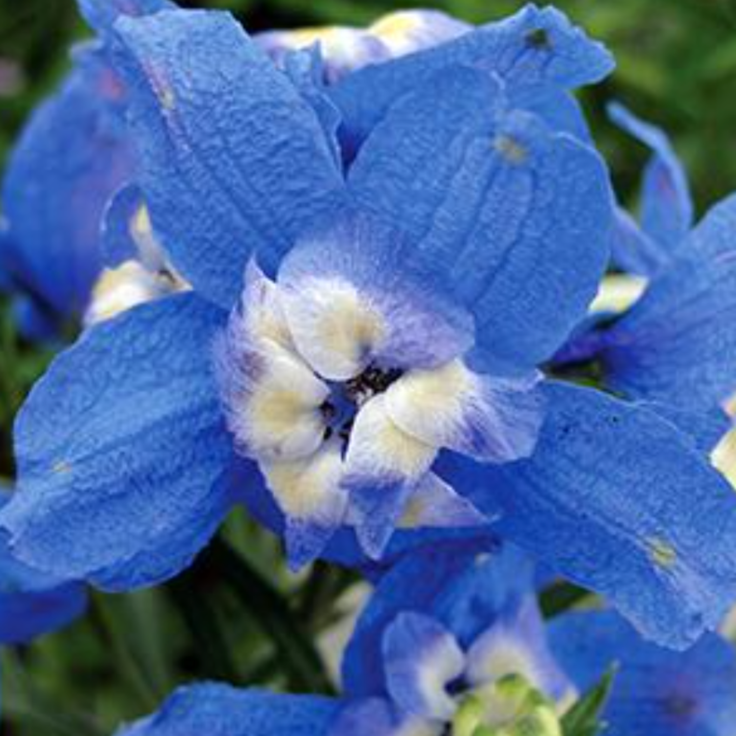 Delphinium grandiflorum 'Summer Cloud'