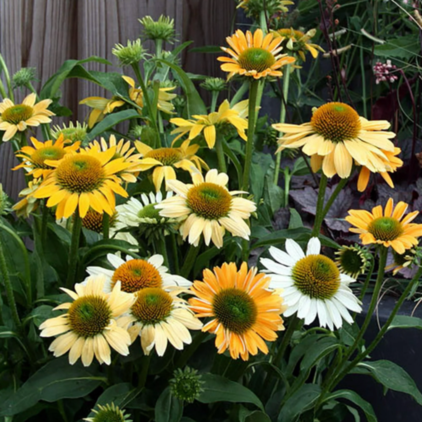 Echinacea purpurea 'Mellow Yellows'