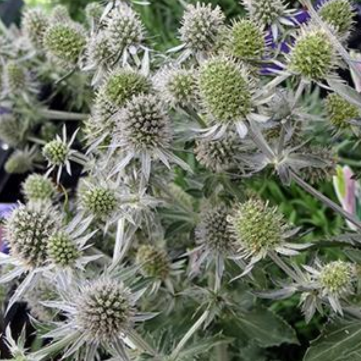 Eryngium planum 'Blue Glitter'