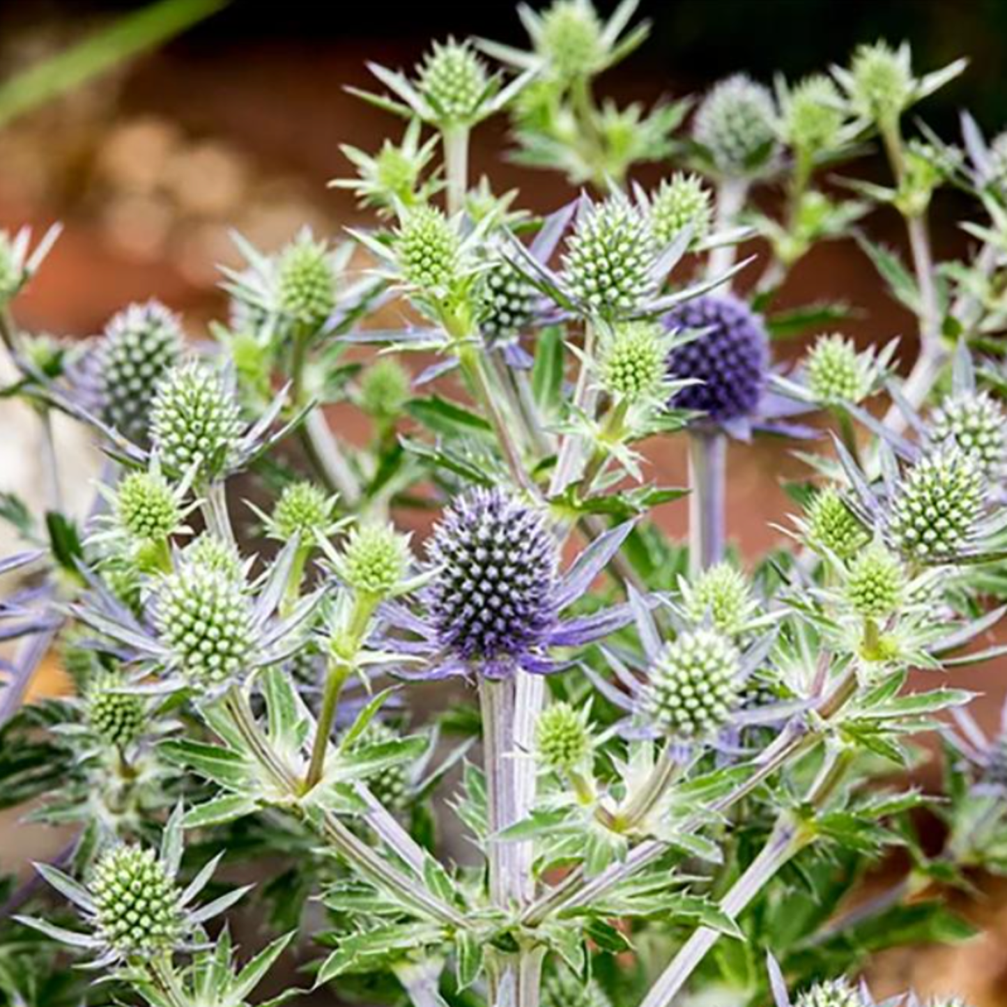Eryngium planum 'Blue Hobbit'