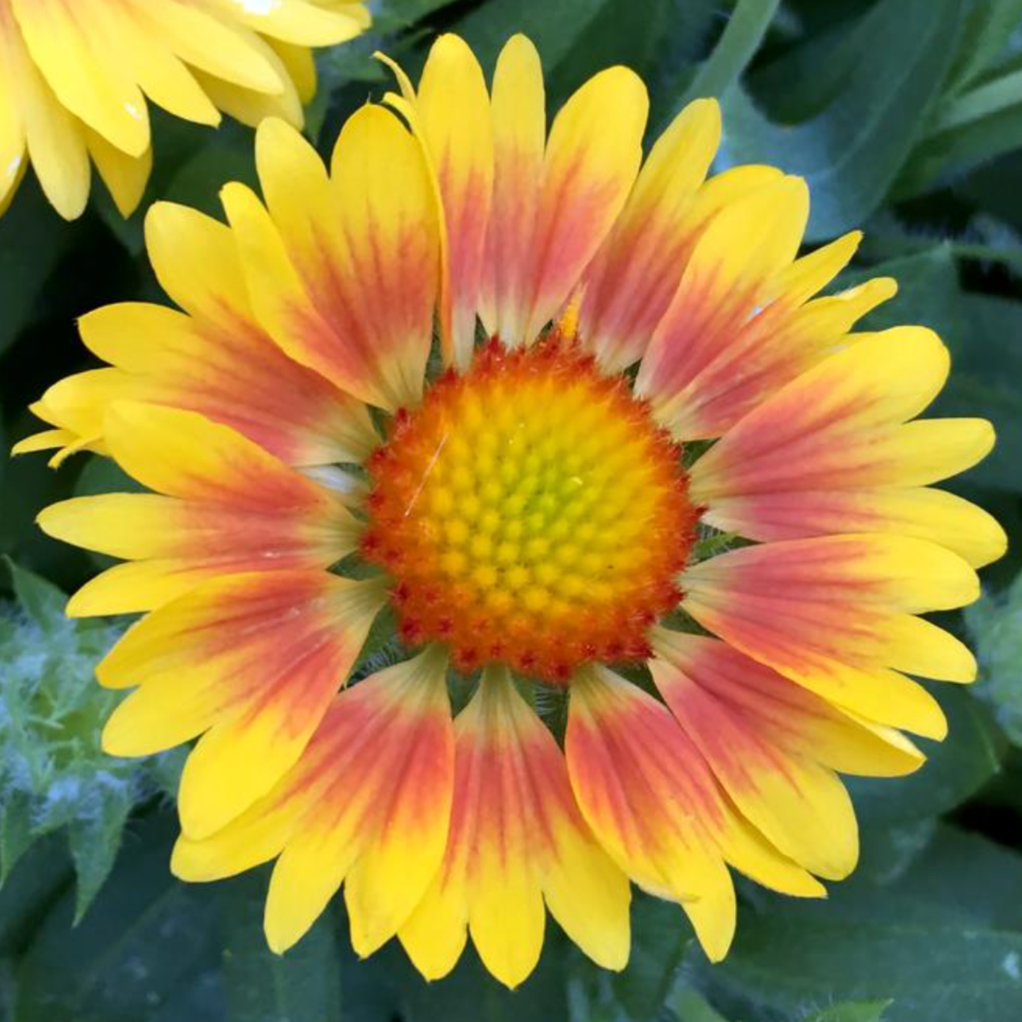 Gaillardia grandiflora 'Arizona Apricot Shades'