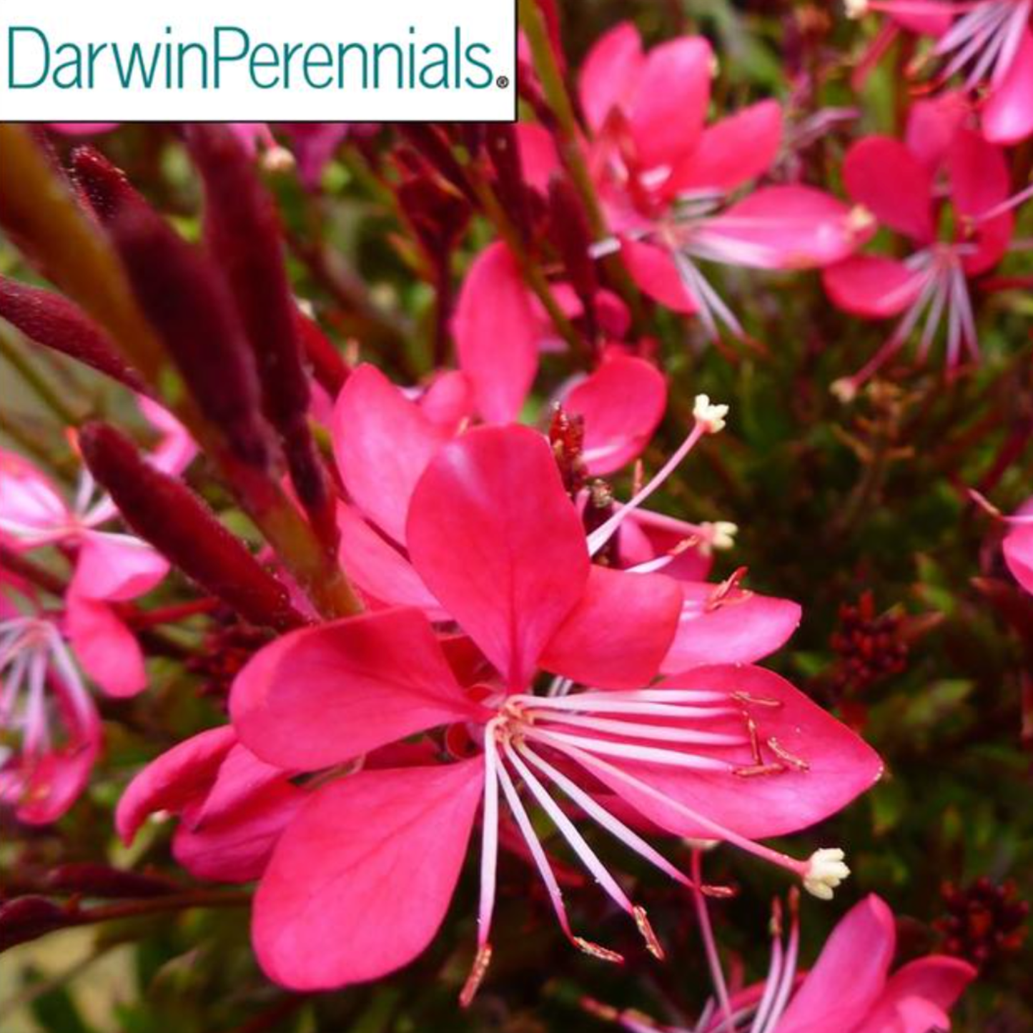 Gaura lindheimeri 'Whiskers Deep Rose'