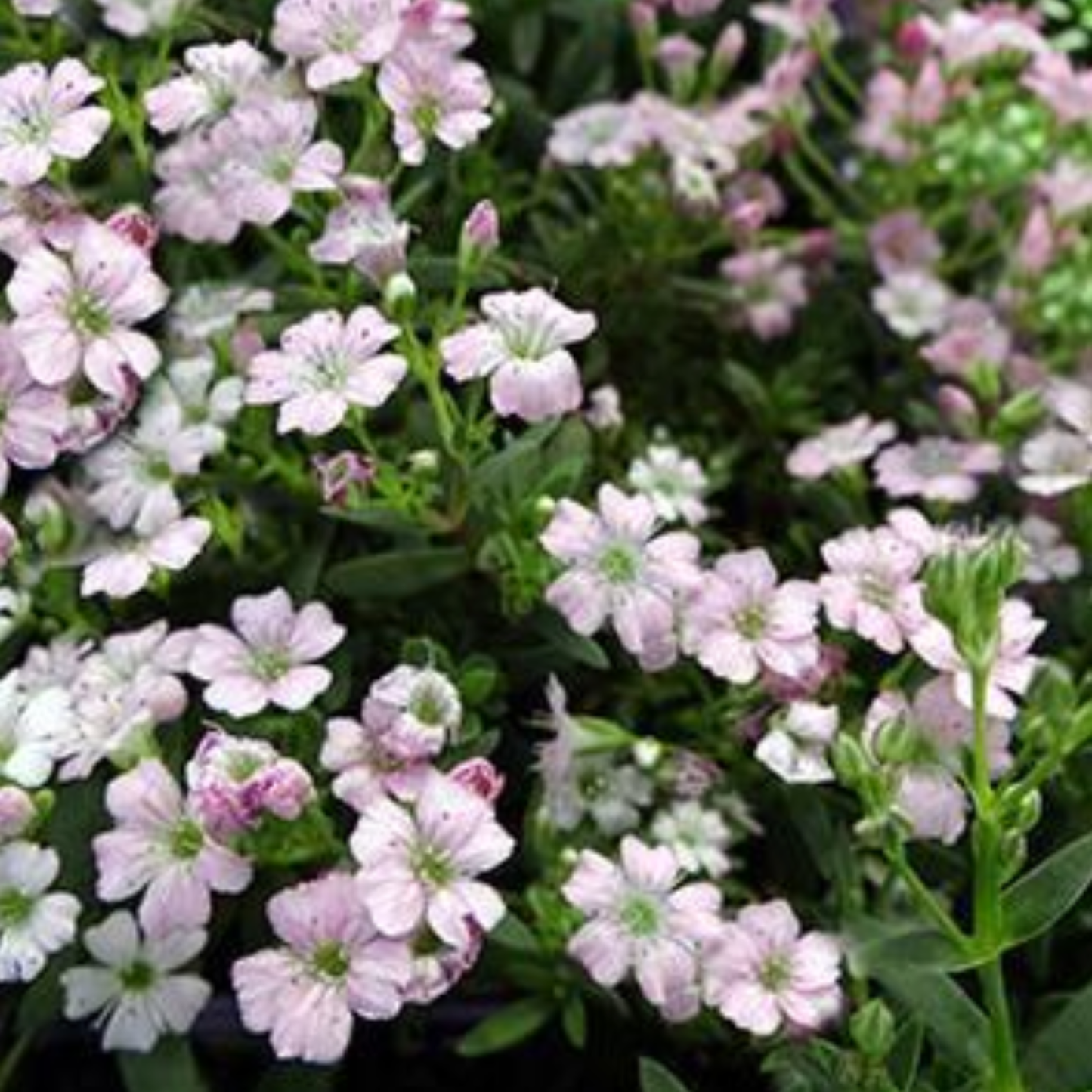Gypsophila repens 'Filou Rose'