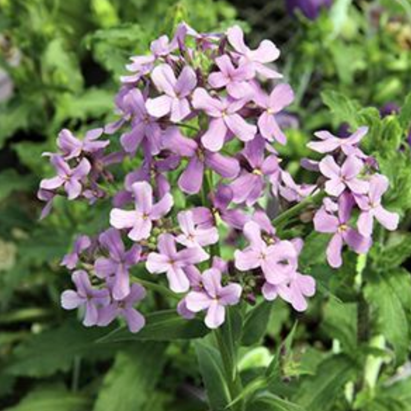 Hesperis matronalis 'Sweet Rocket Mix'