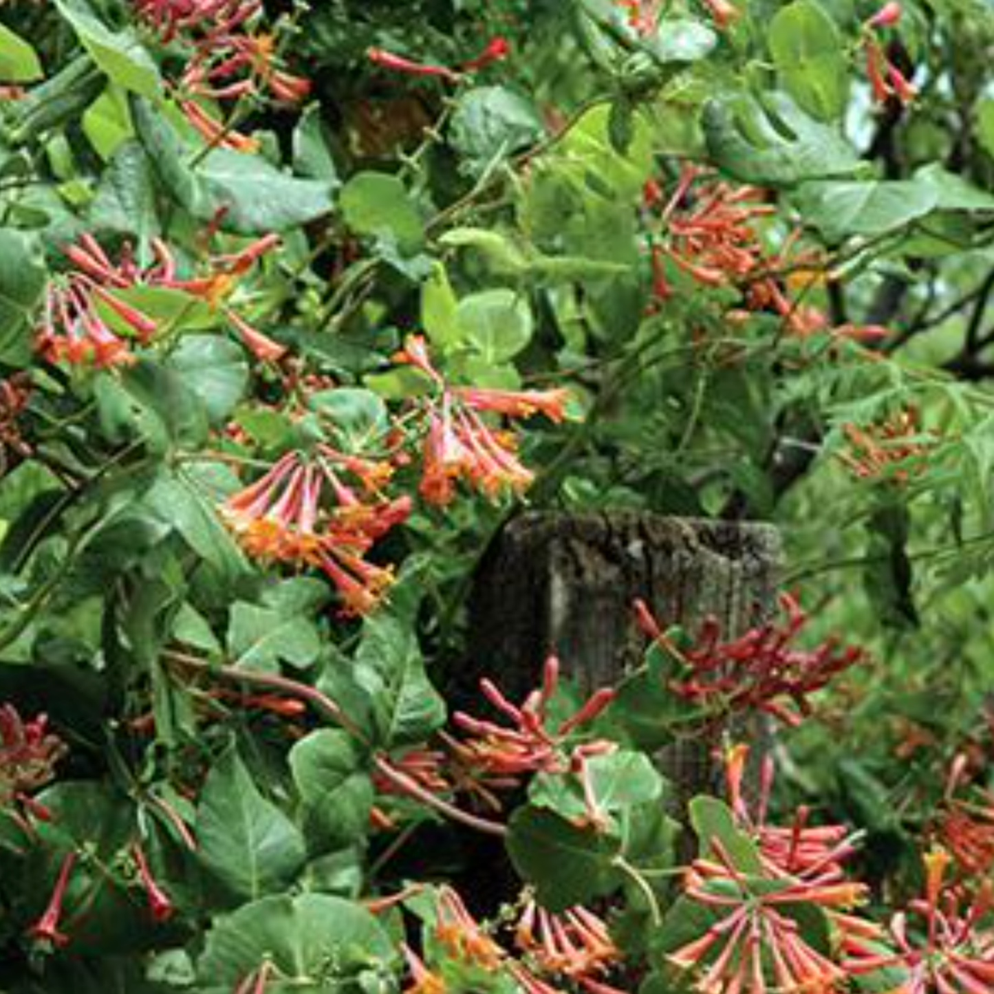 Lonicera brownii 'Dropmore Scarlet'