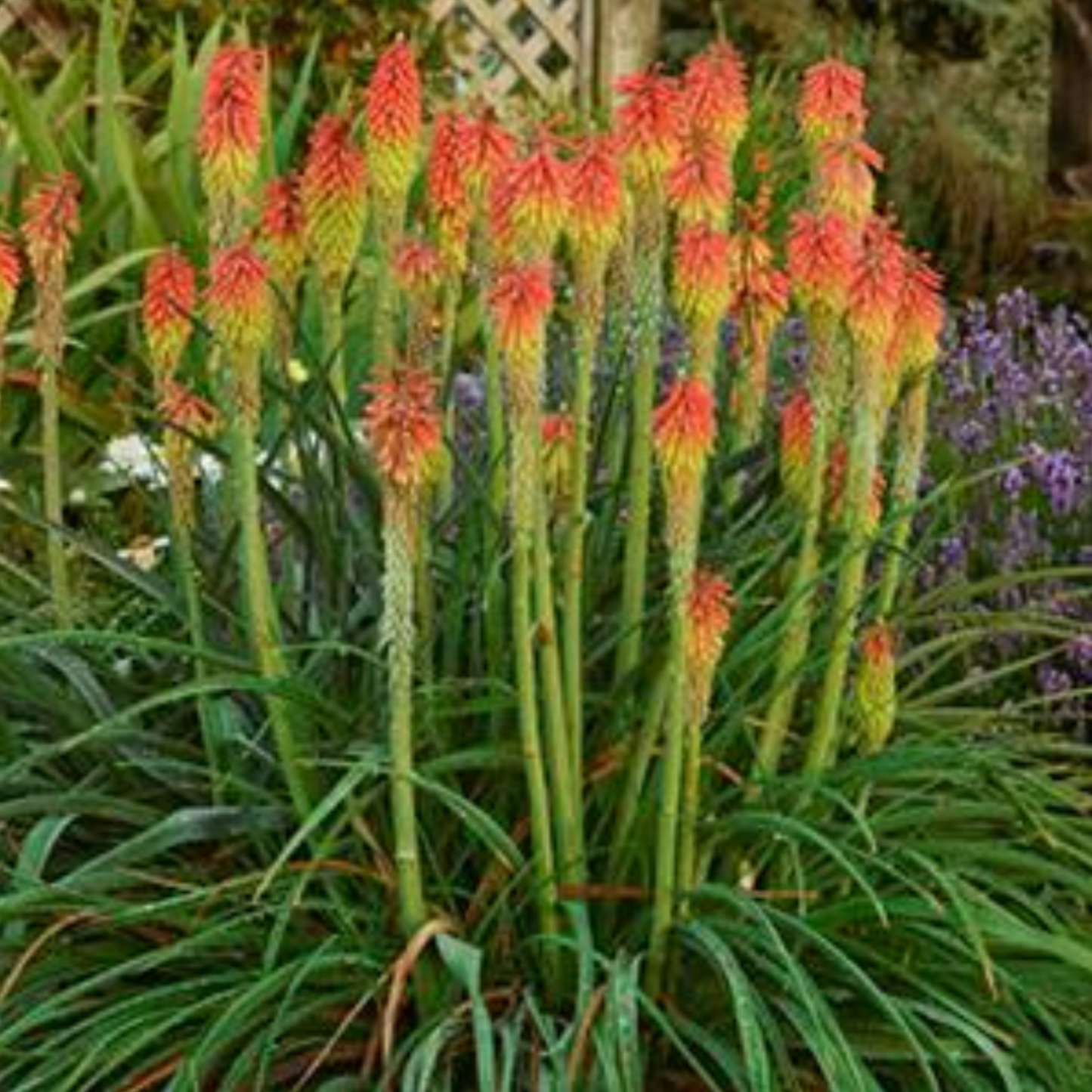 Kniphofia hirsuta 'Fire Dance'