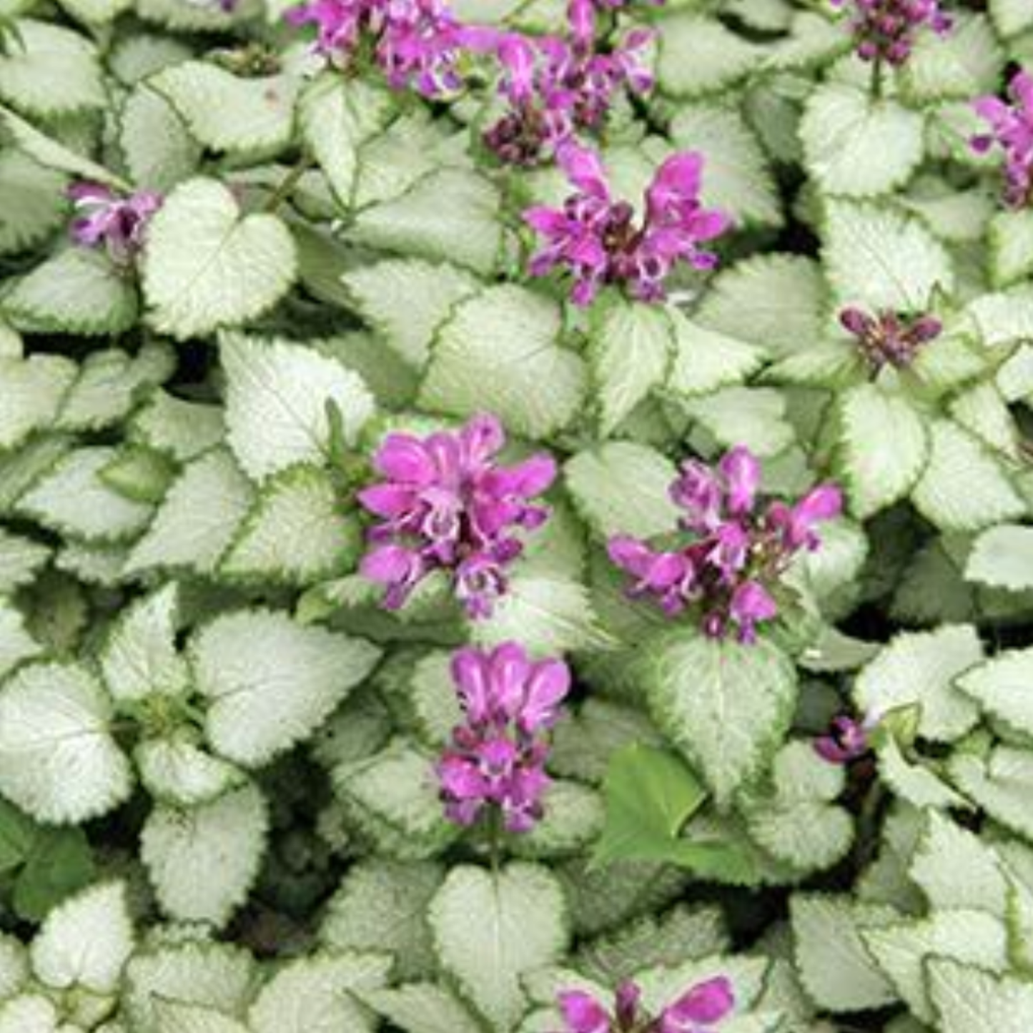 Lamium maculatum 'Beacon Silver'