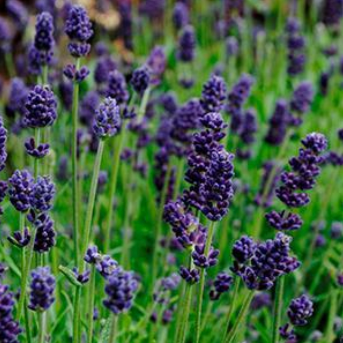 Lavandula angustifolia 'Lavance Deep Purple'