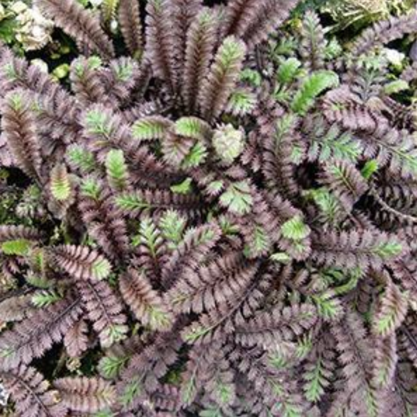 Leptinella squalida 'Platts Black'